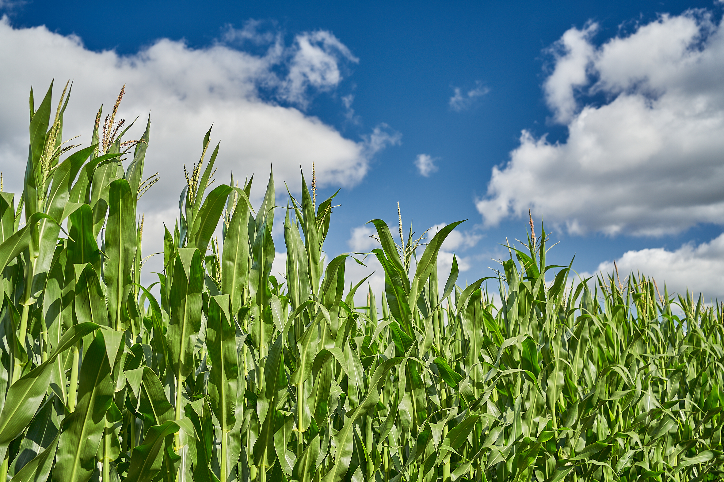 kws0722_cornfield_rt302919.jpg