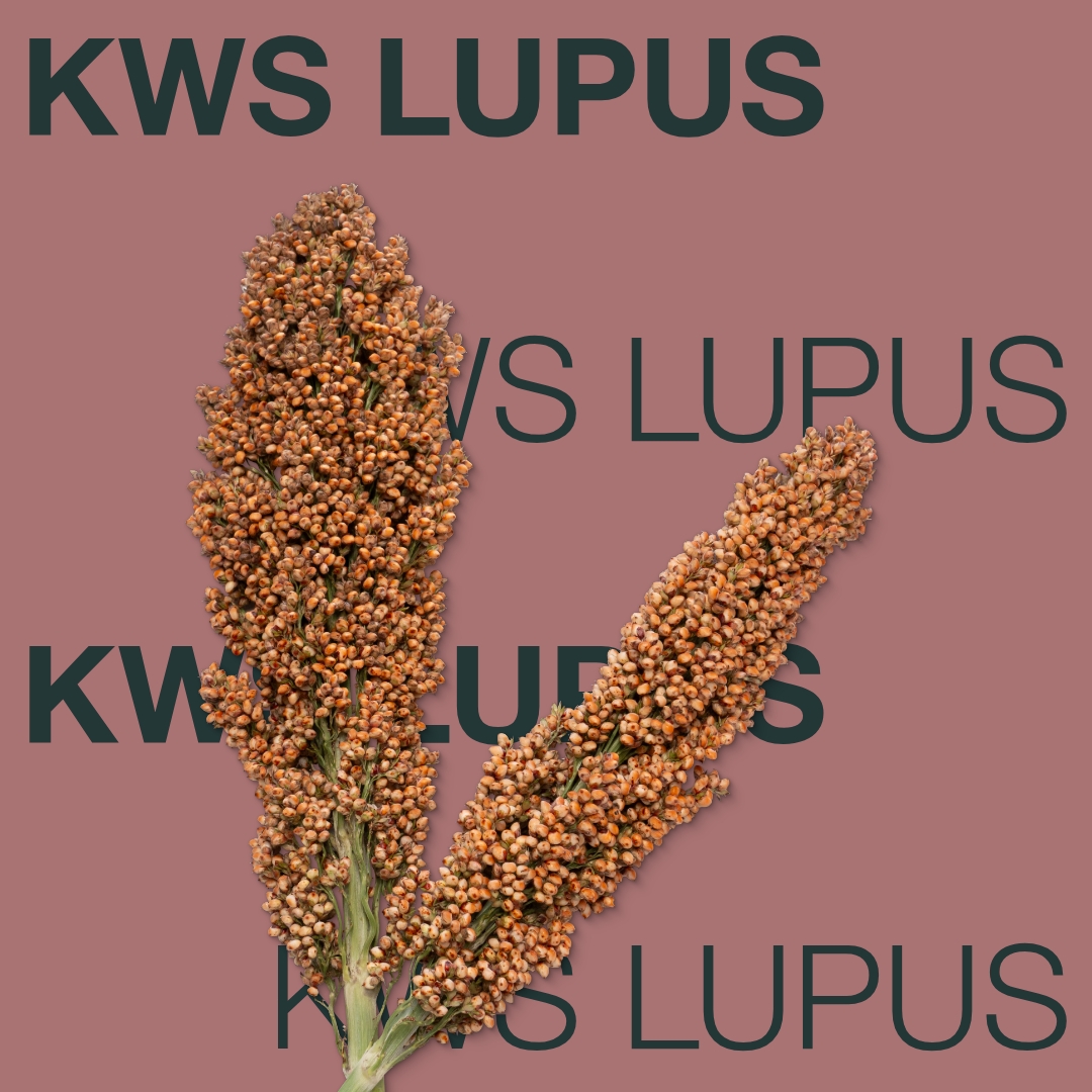 kws_lupus_keyvisual_rs_1x1_1.jpg