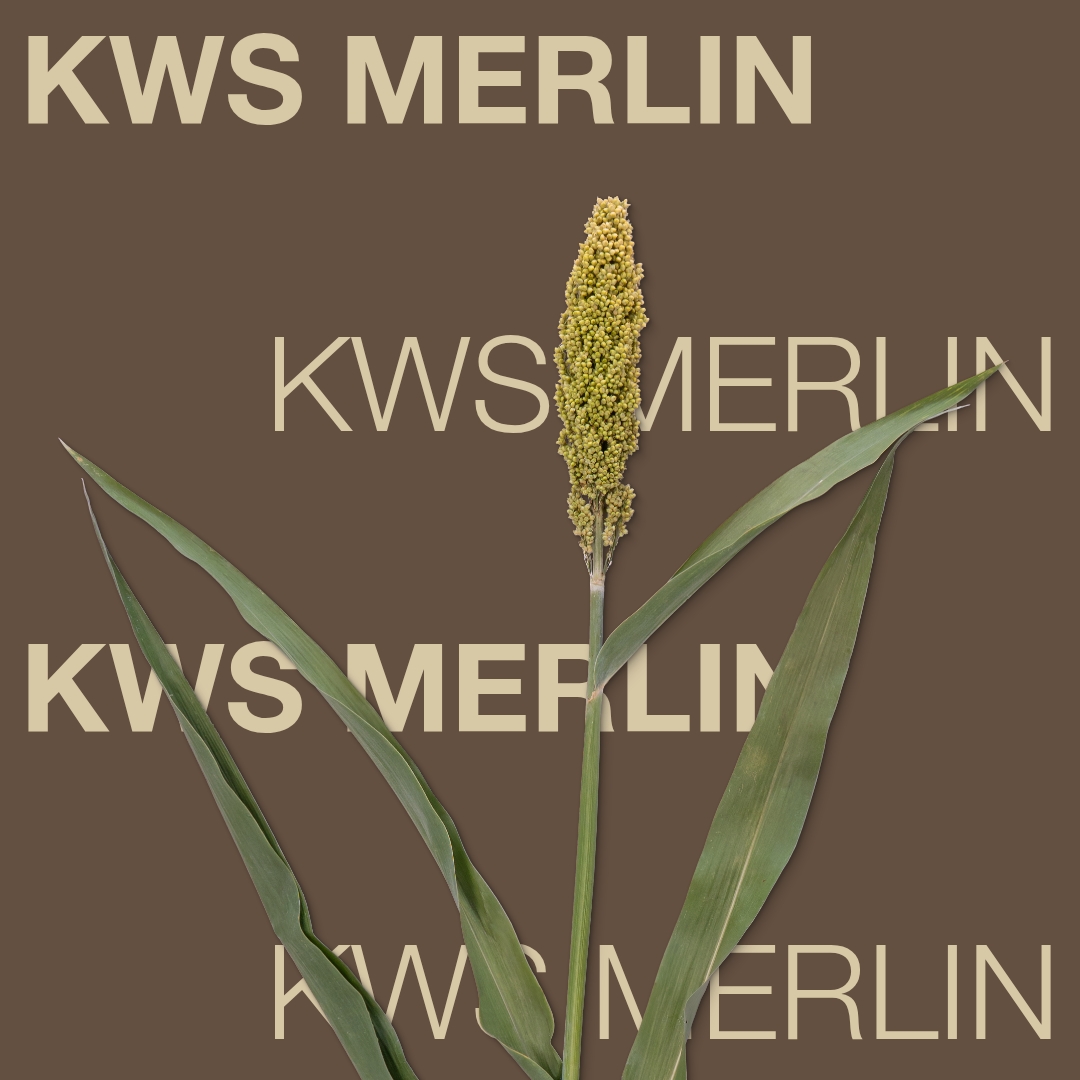 kws_merlin_keyvisual_rs_1x1_1.jpg