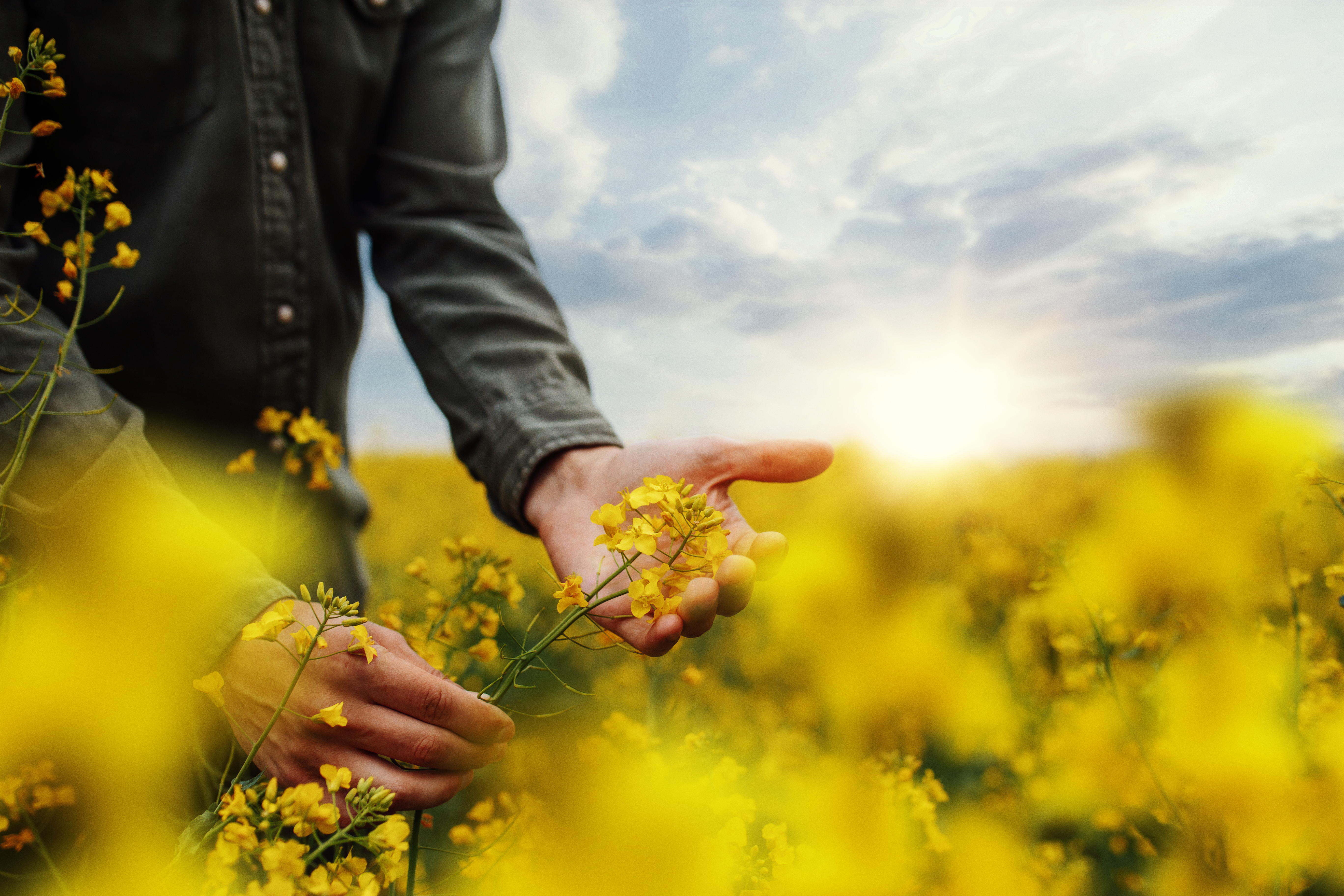 kws_osr_plantpower_rgb.jpg