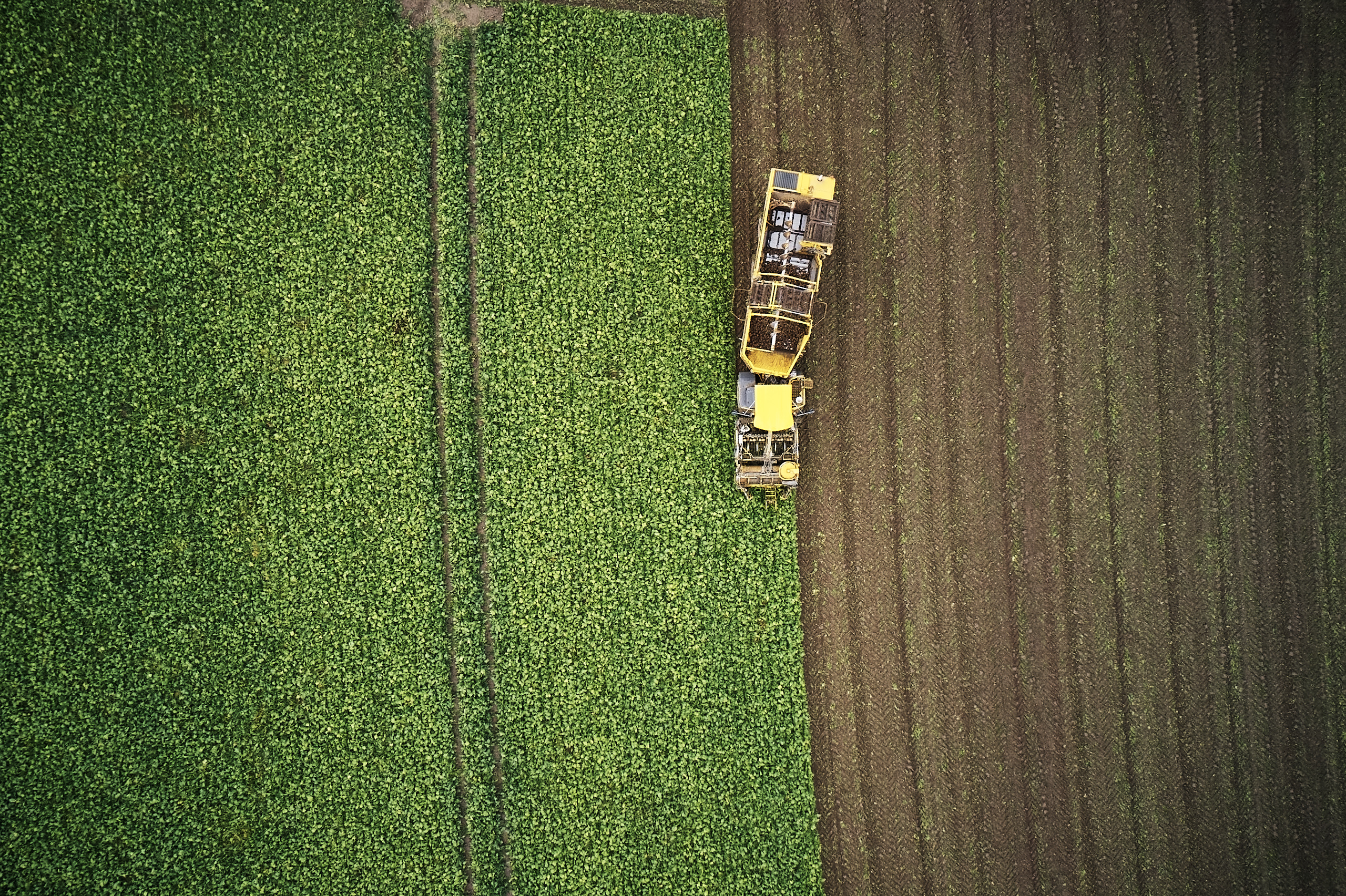 kws1019_sugarbeet_harvest_drone_shot_0045.jpg