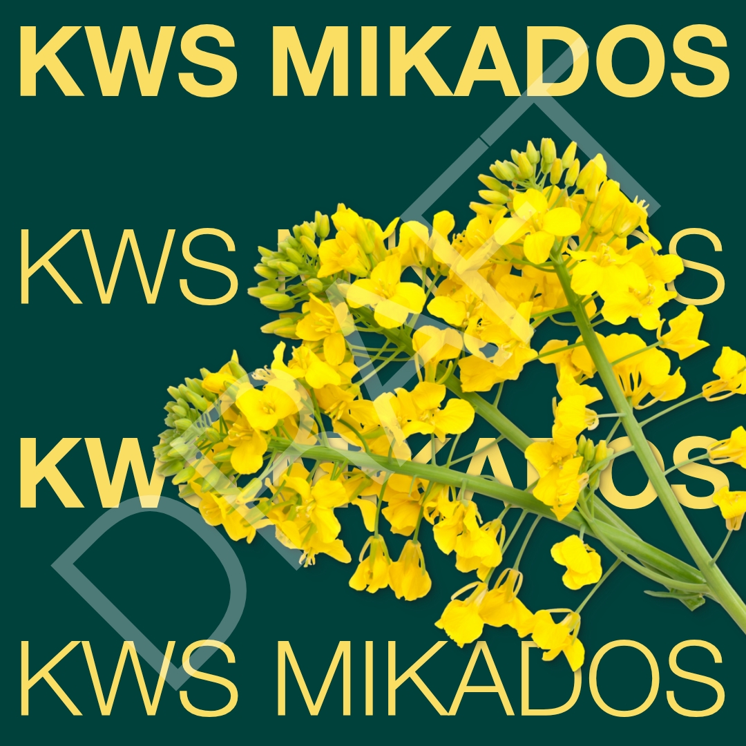 draft_kws_mikados_keyvisual_hr_1x1.jpg