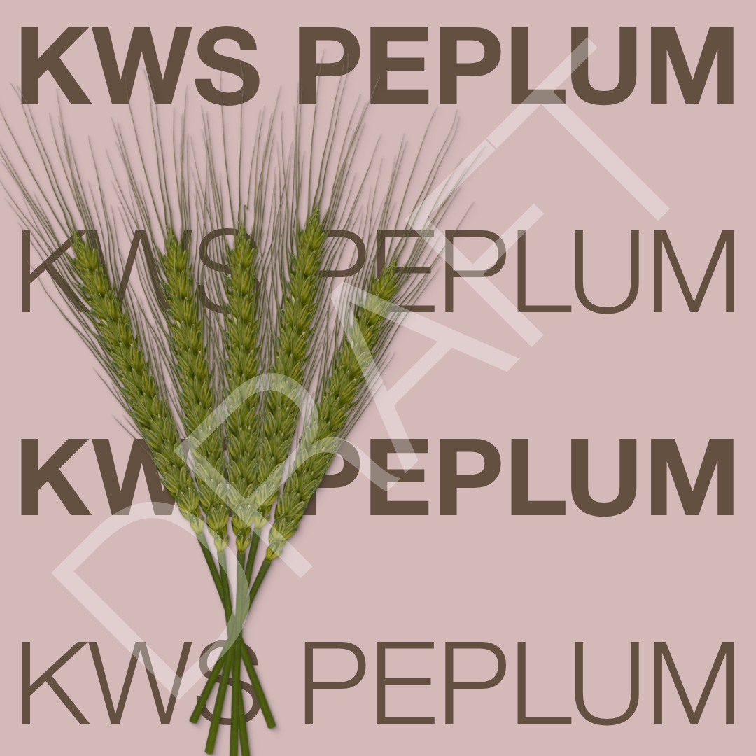 draft_kws_peplum_keyvisual_hr_1x1-(1).jpg