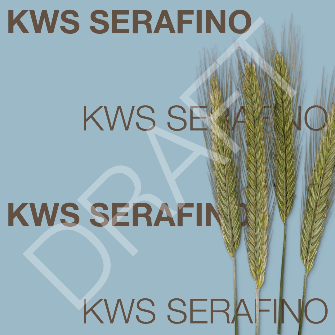 draft_kws_serafino_keyvisual_hr_1x1.jpg