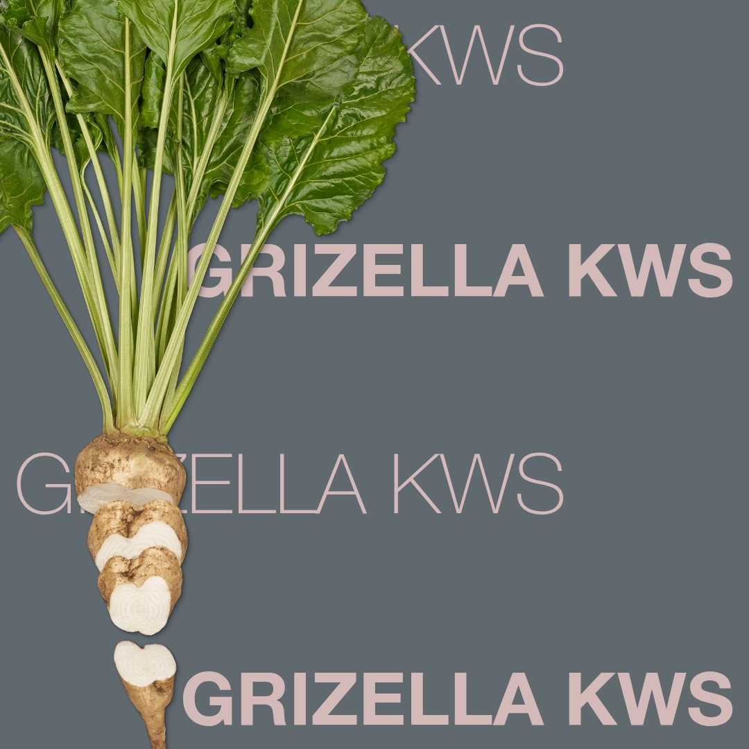 grizella_kws_keyvisual_hr_1x1_1.jpg