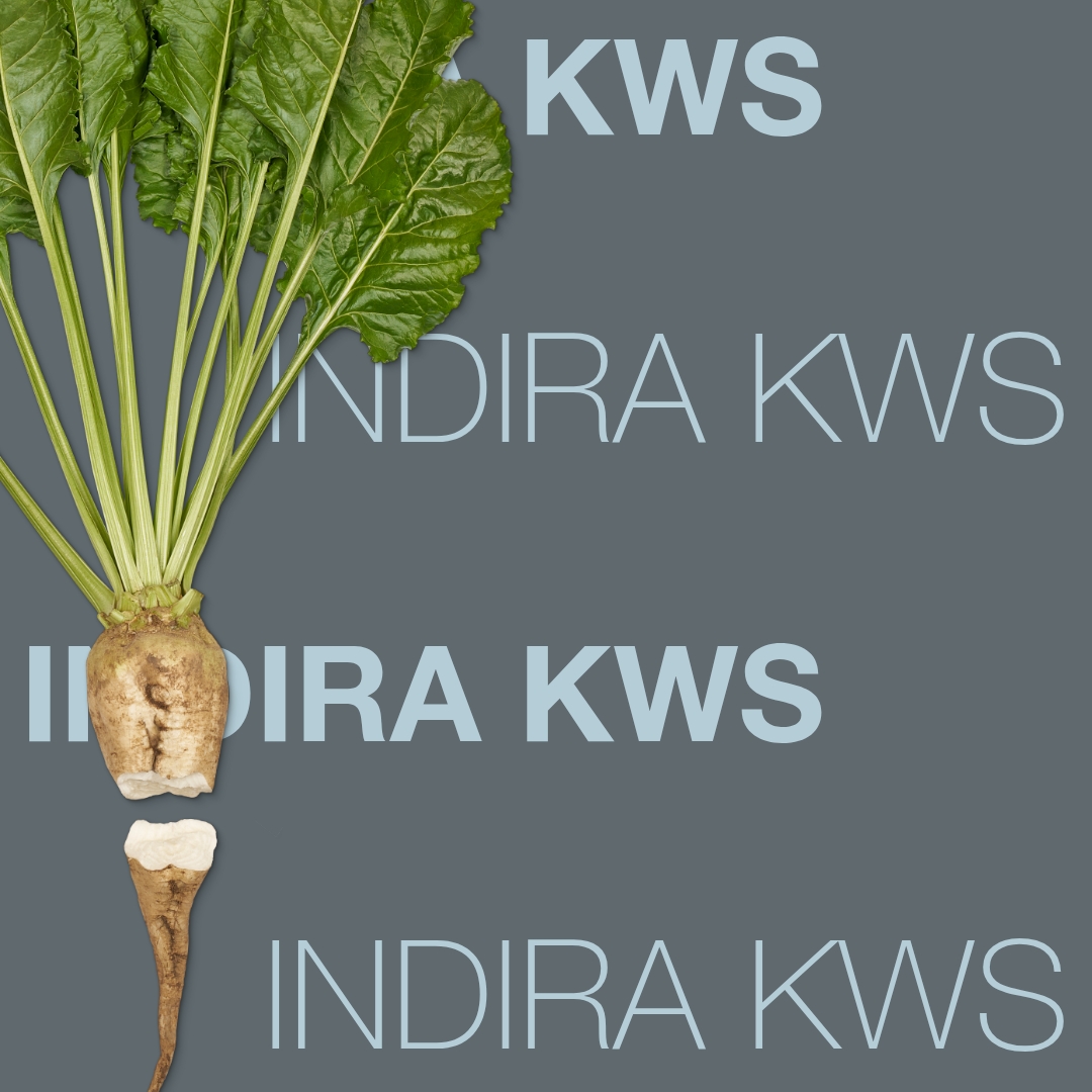 indira_kws_keyvisual_hr_1x1_1.jpg