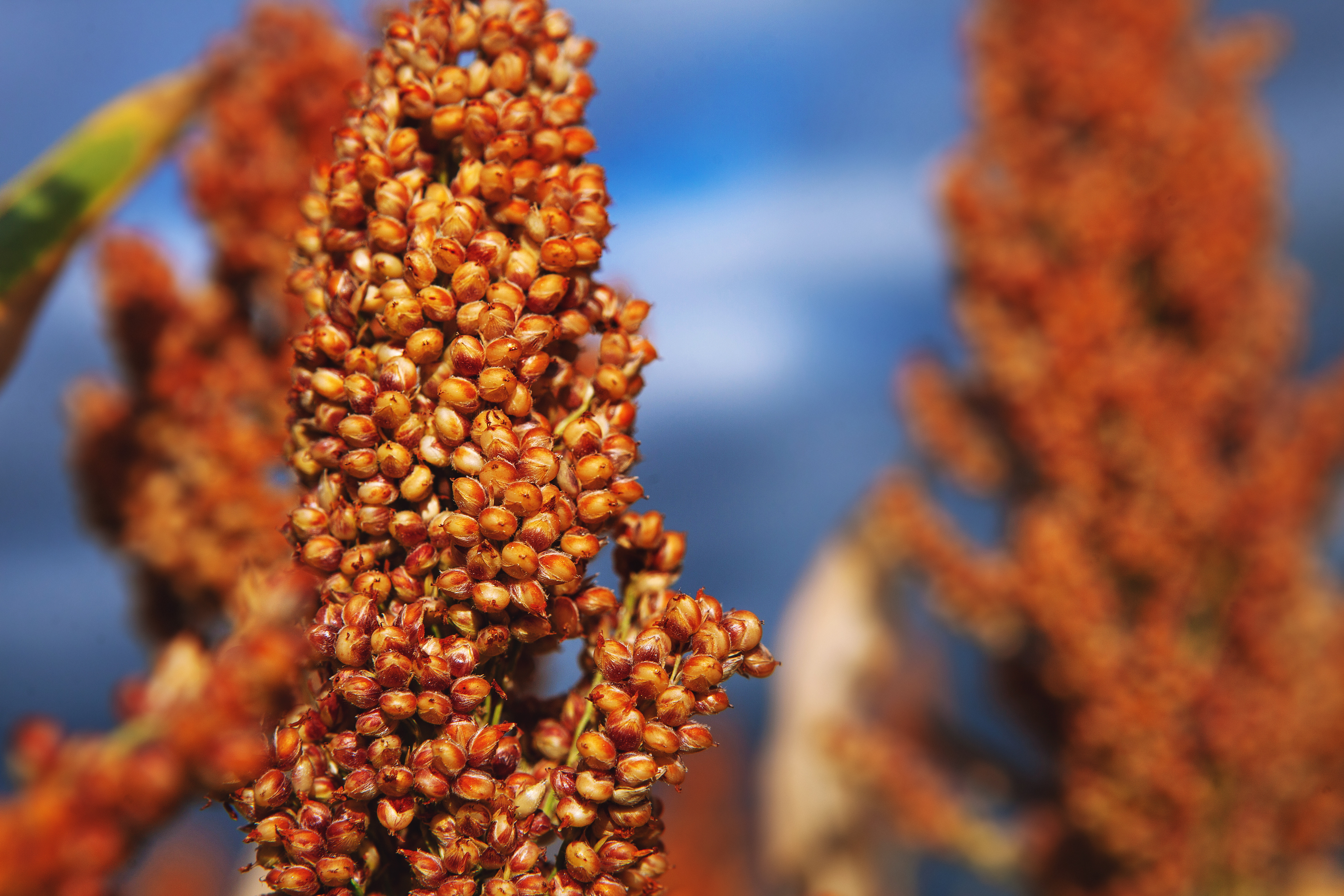 kws0920_sorghum_kws_lupus_3816_1.jpg