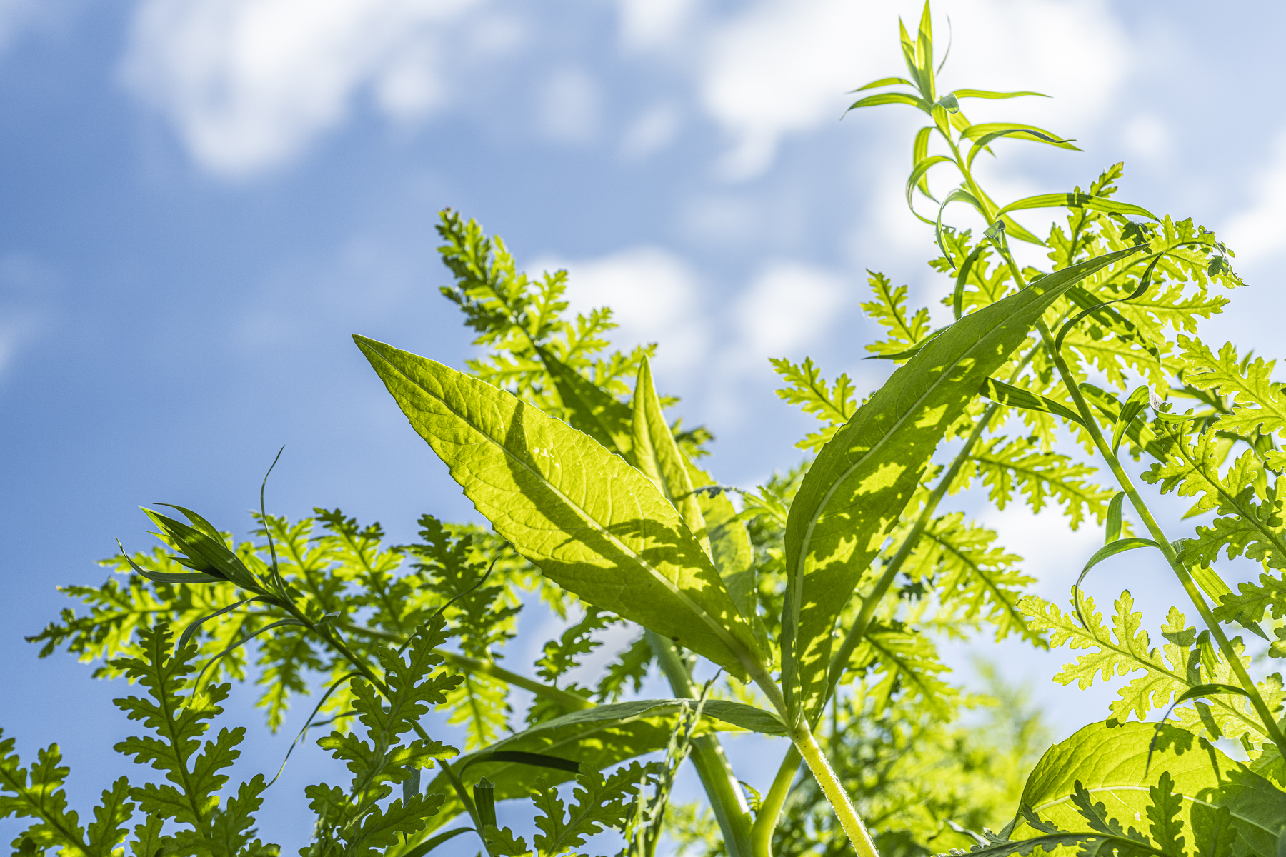kws1120_phacelia_ramtilla_oil_flax_beerseem_clover_49997.png