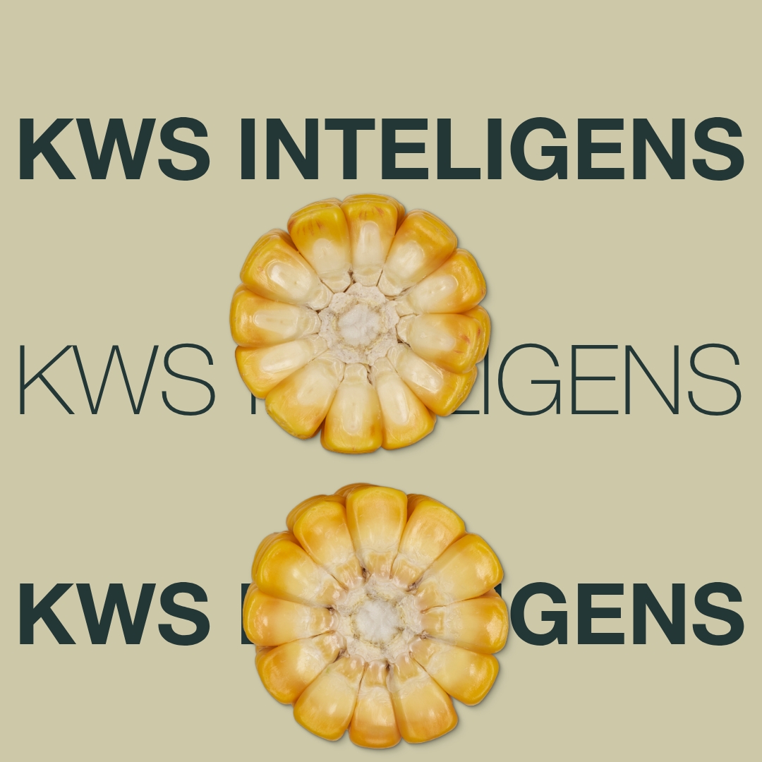 kws_inteligens_keyvisual_hr_1x1_1.jpg