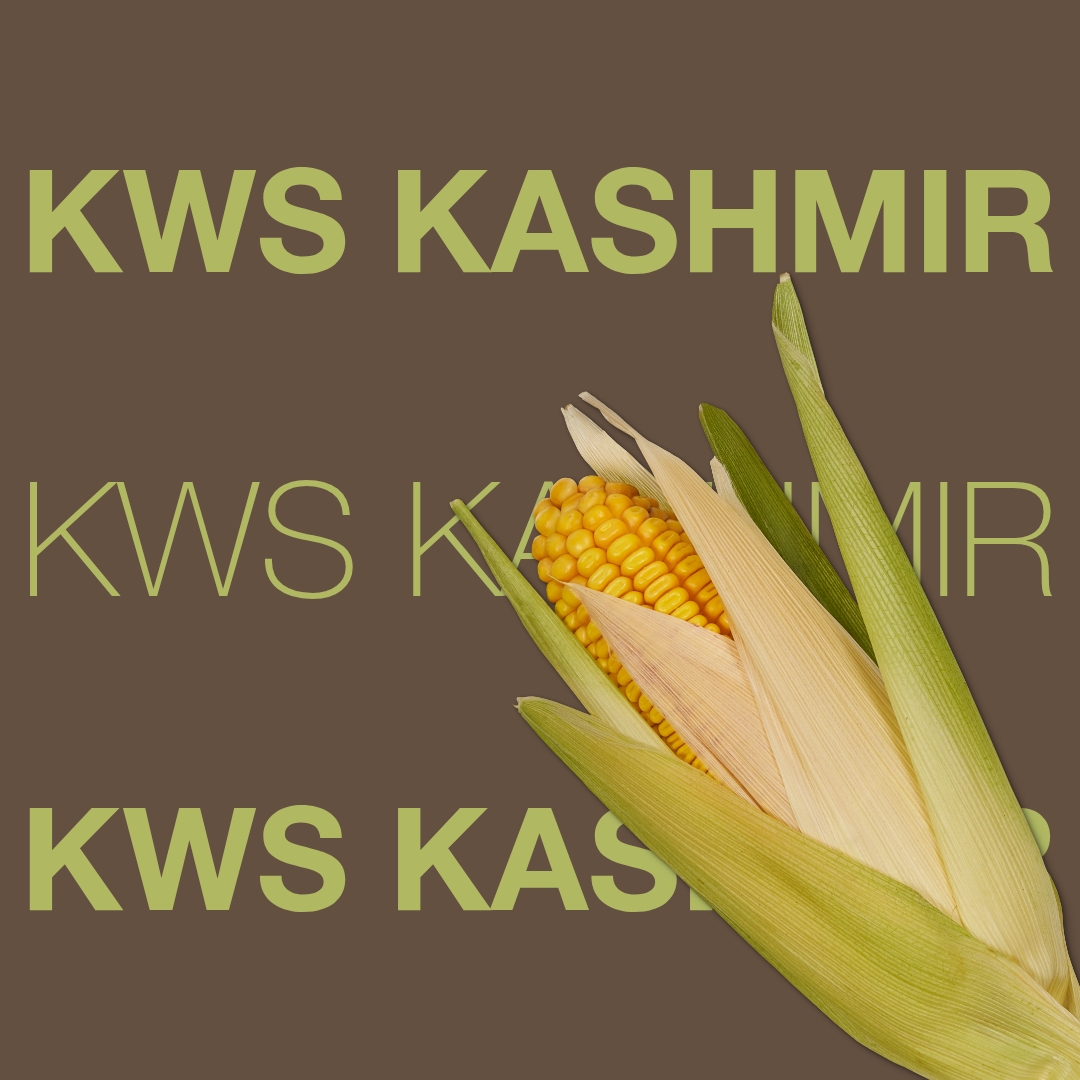 kws_kashmir_keyvisual_hr_1x1_1-2.jpg