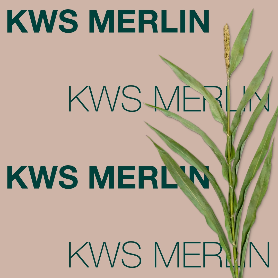 kws_merlin_keyvisual_hr_1x1_1.jpg
