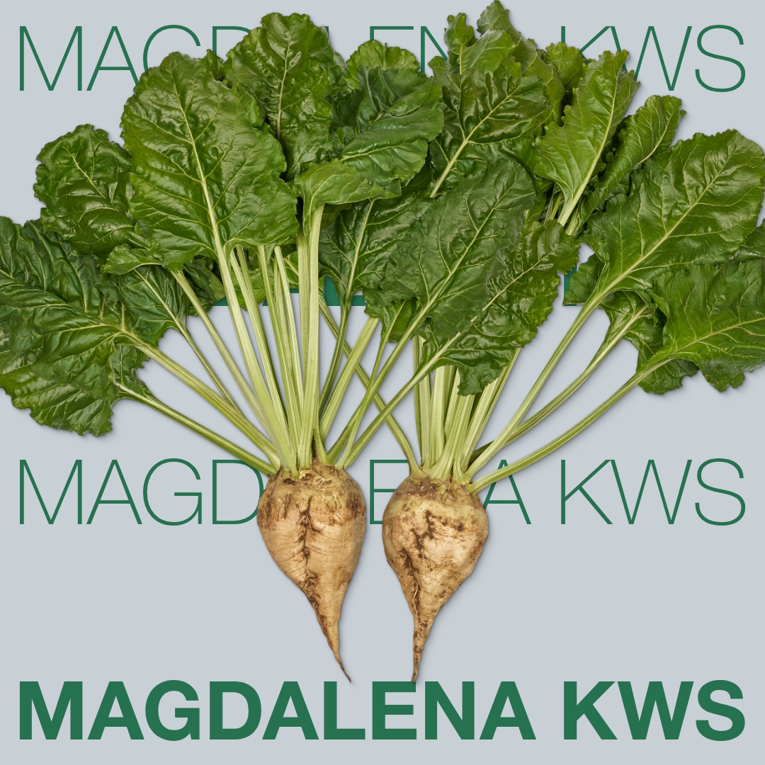 Zaščita pred cercosporami