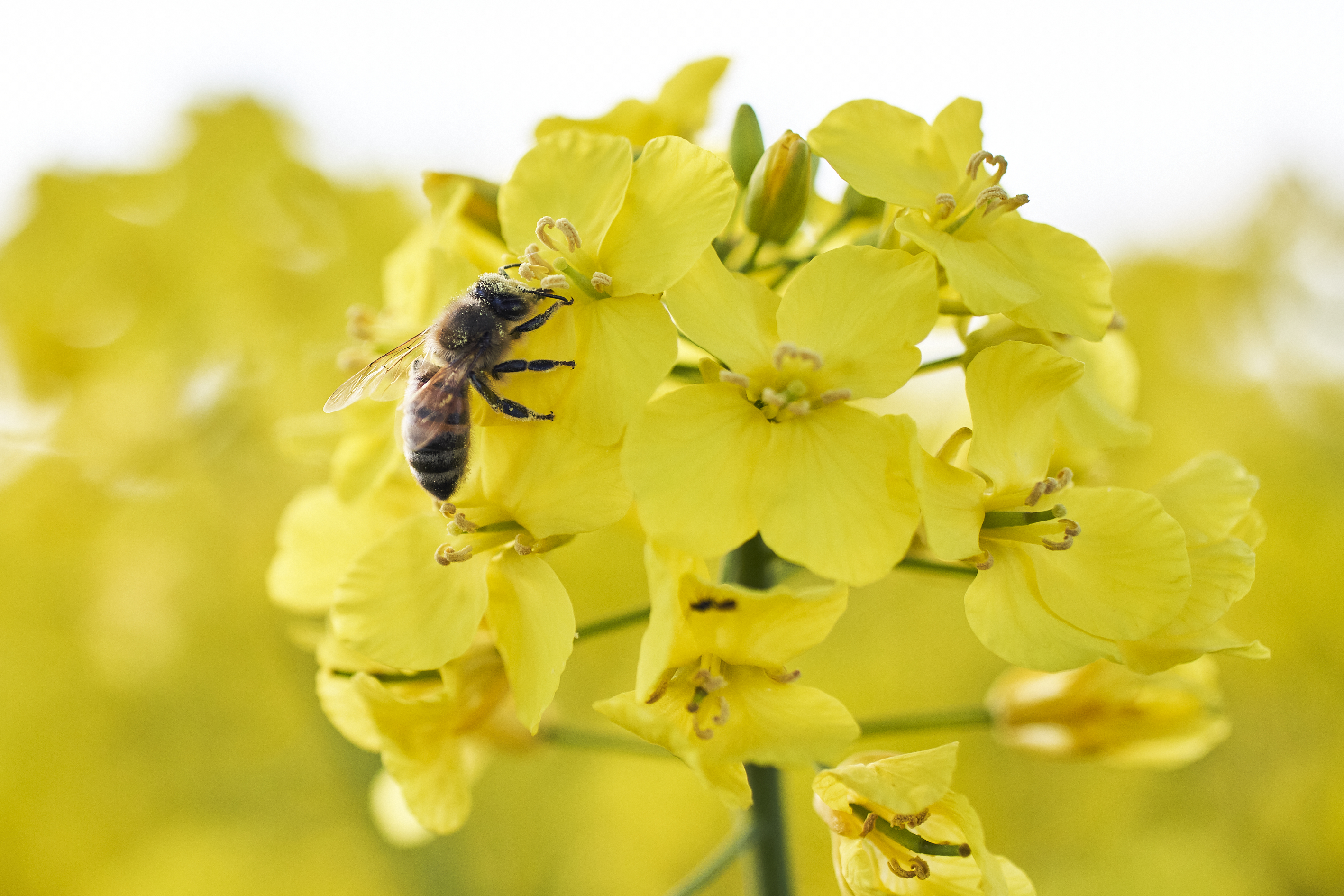 kws0521_oilseed_rape_in_bloom_rt49758.jpg