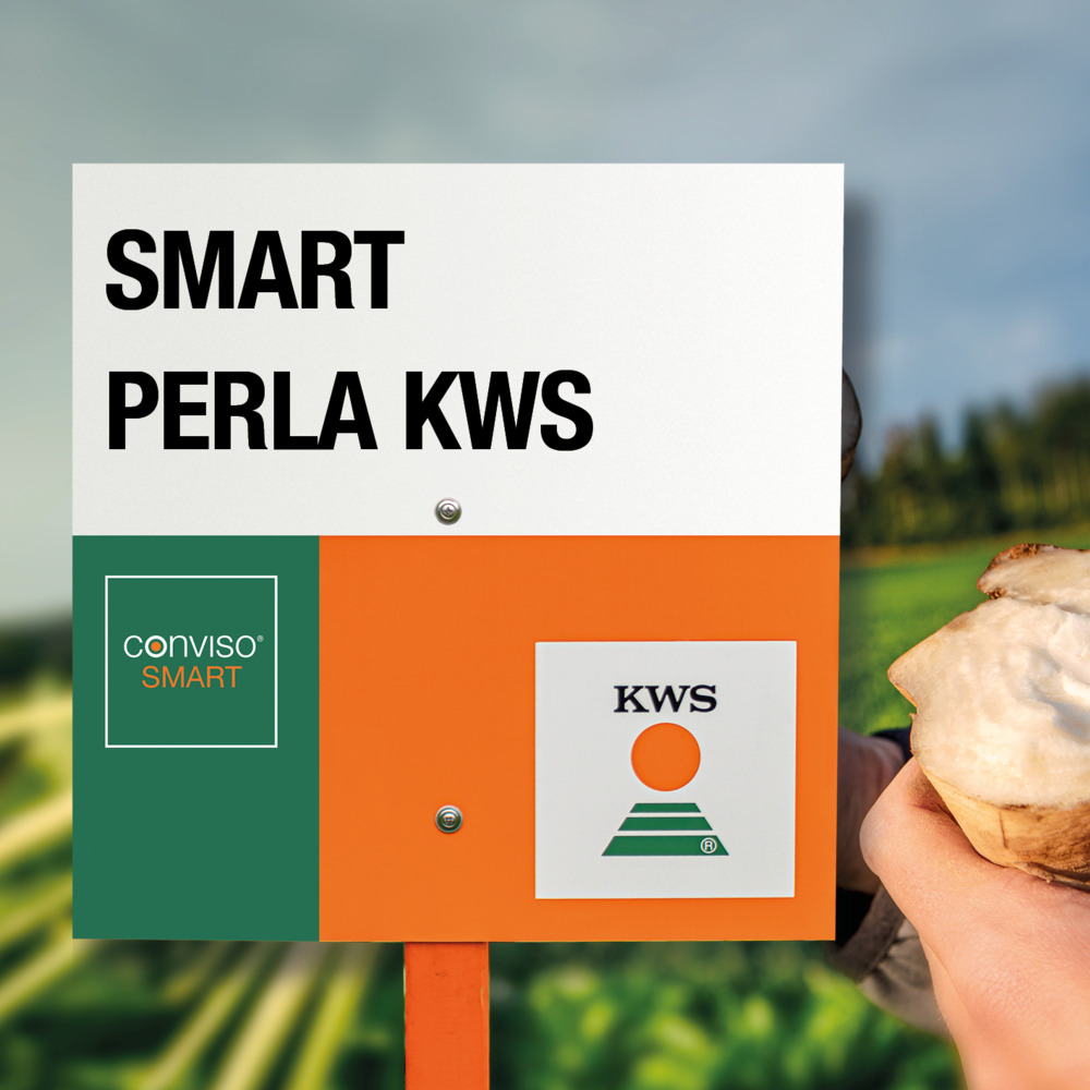 smart-perla-kws_image-1000.jpg