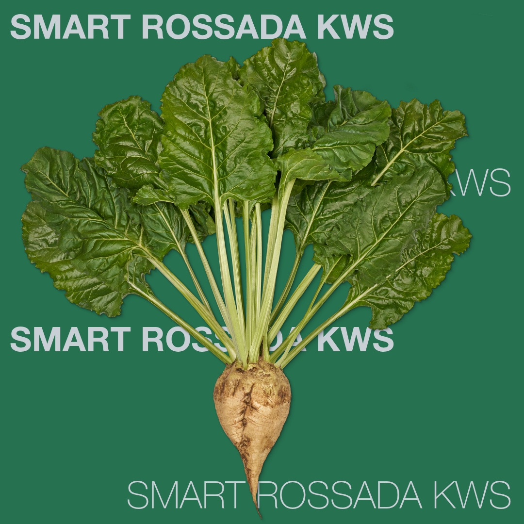 smart_rossada_kws_keyvisual_hr_1x1_1.jpg