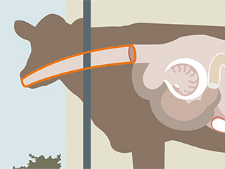 Ilustrácia kravy, zvýraznená oblasť: Ústa a pažerák