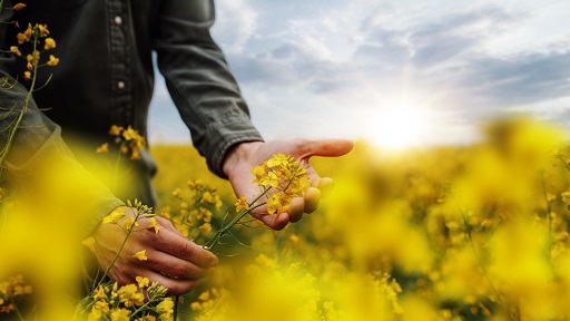 kws_osr_plantpower_png_small.jpg