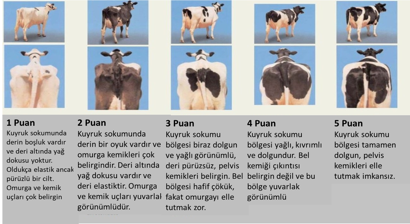 Kaynak: &#34;İnek Sinyalleri&#34; değiştirildi, Jan Hulsen