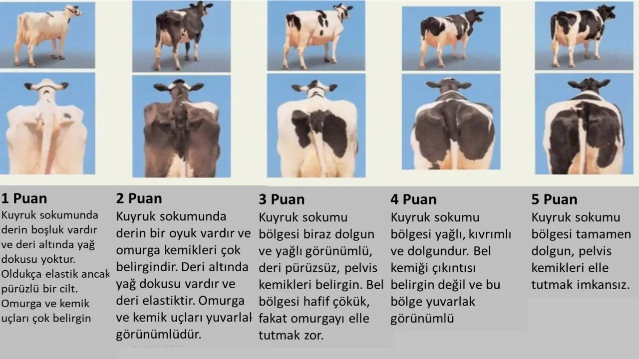 Kaynak: "İnek Sinyalleri" değiştirildi, Jan Hulsen