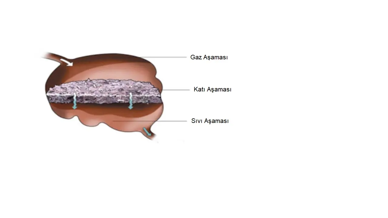 rumen-physiology.jpg