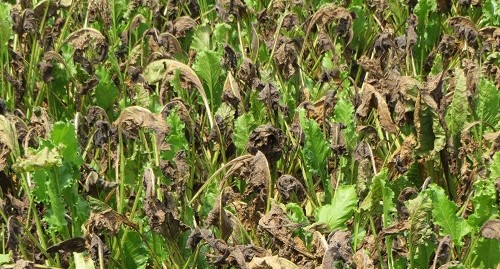 Cercospora hastalıklı bitkiler
