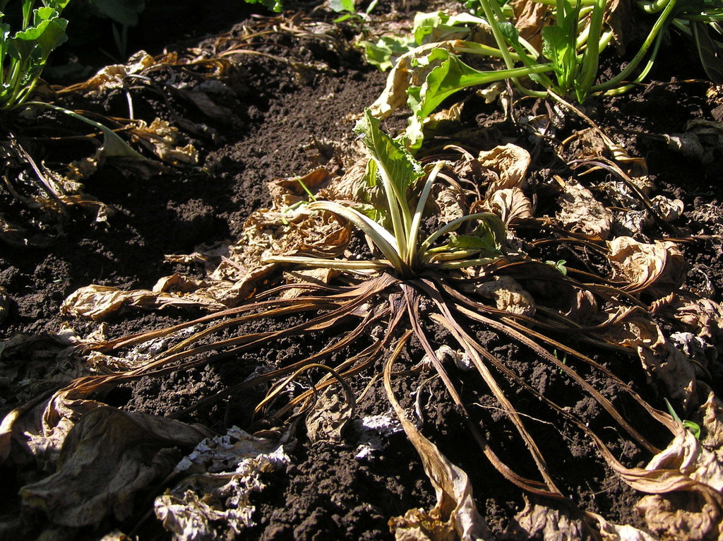 Rhizoctonia hastalığında bitki kökleri