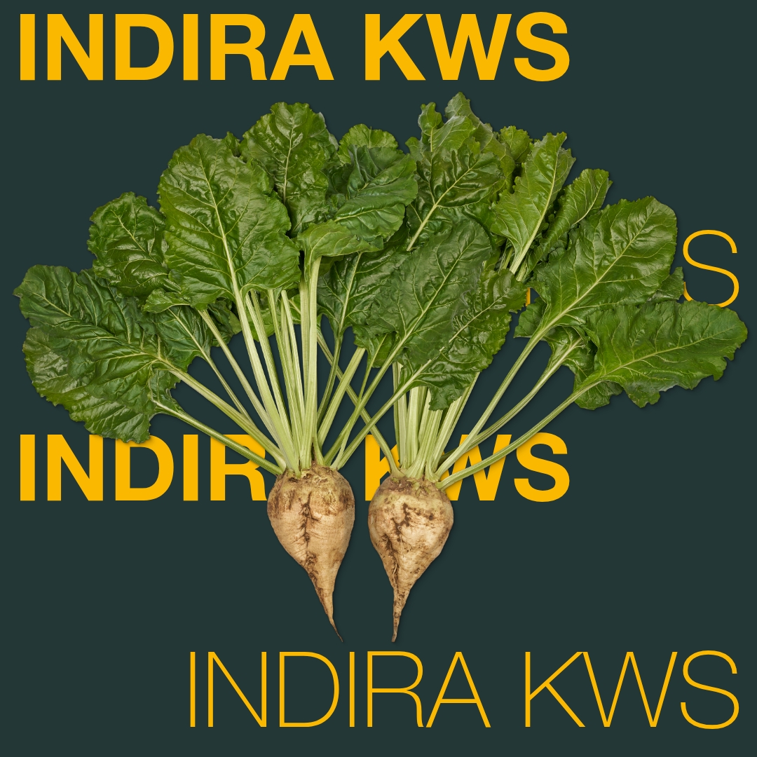 indira_kws_keyvisual_tr_1x1_1.jpg