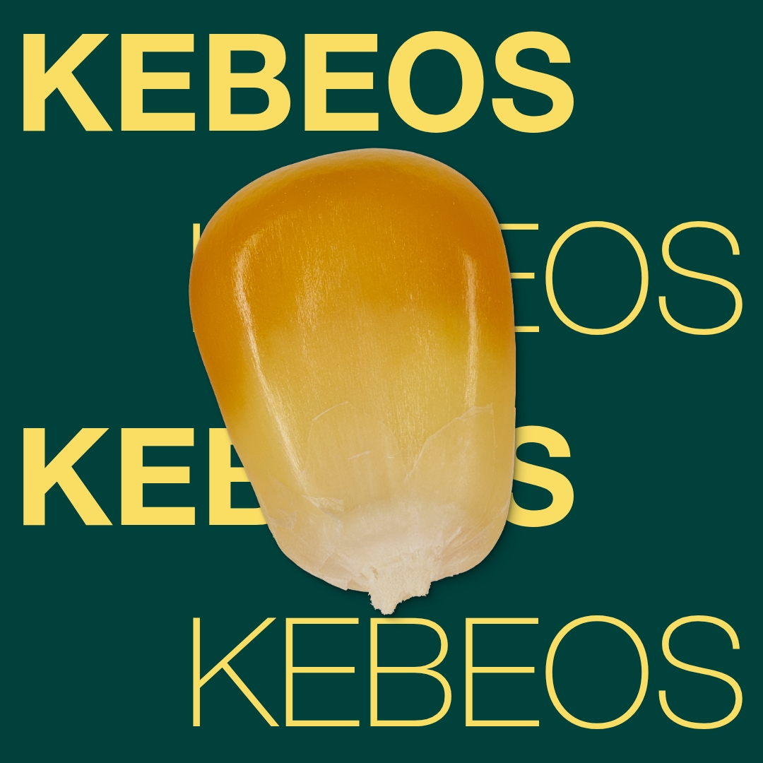 kebeos_keyvisual_tr_1x1_1.jpg