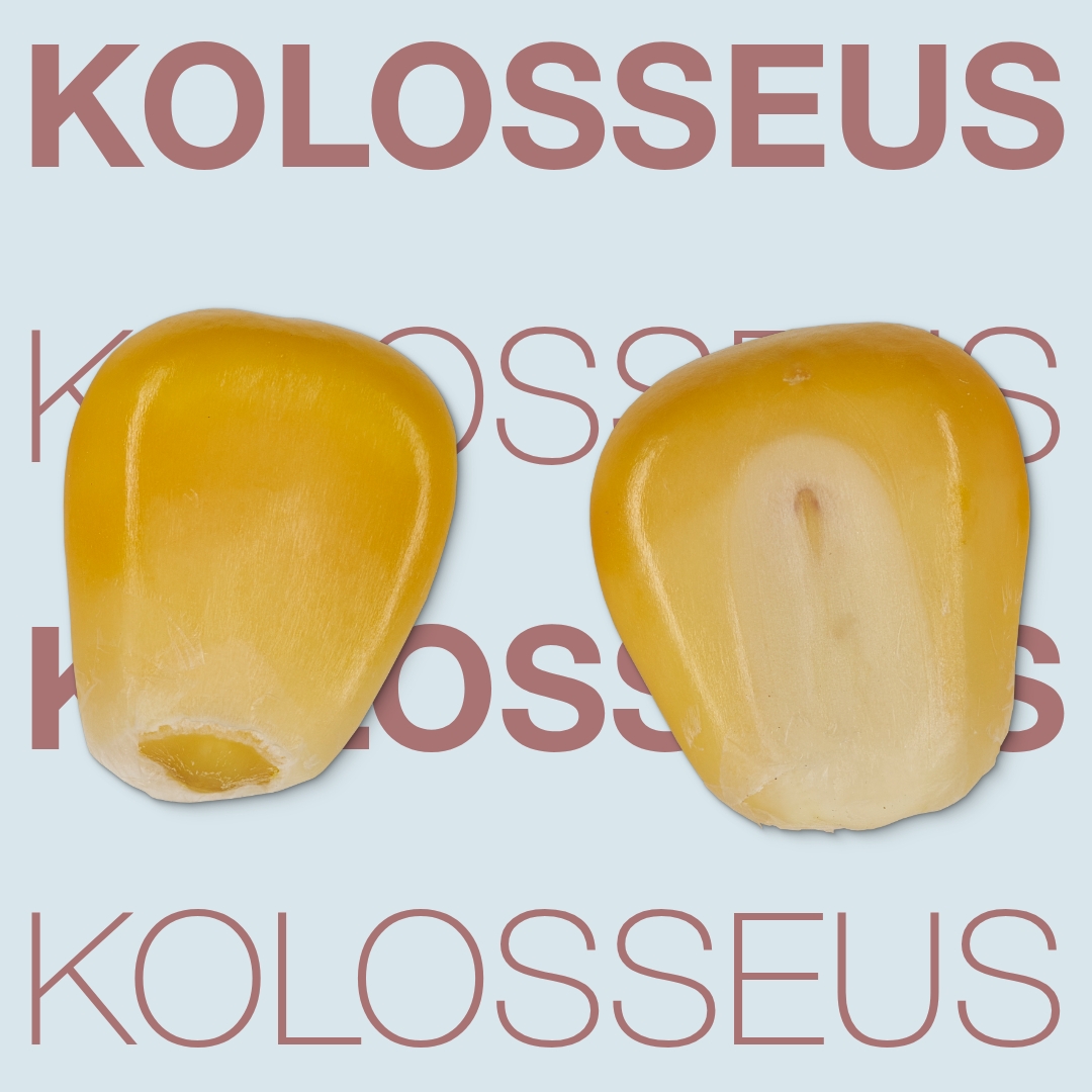 kolosseus_keyvisual_tr_1x1_1.jpg