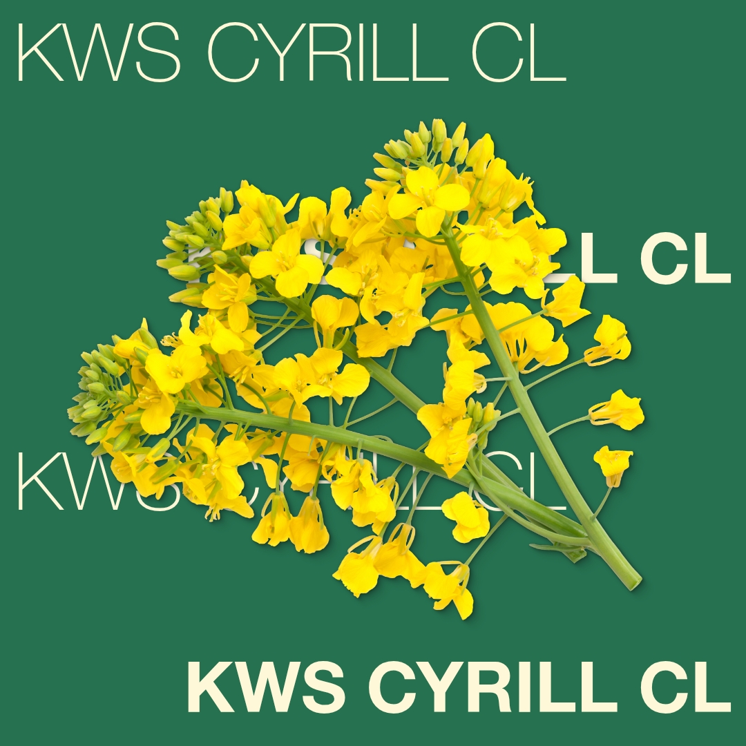 kws_cyrill_cl_keyvisual_tr_1x1_1.jpg