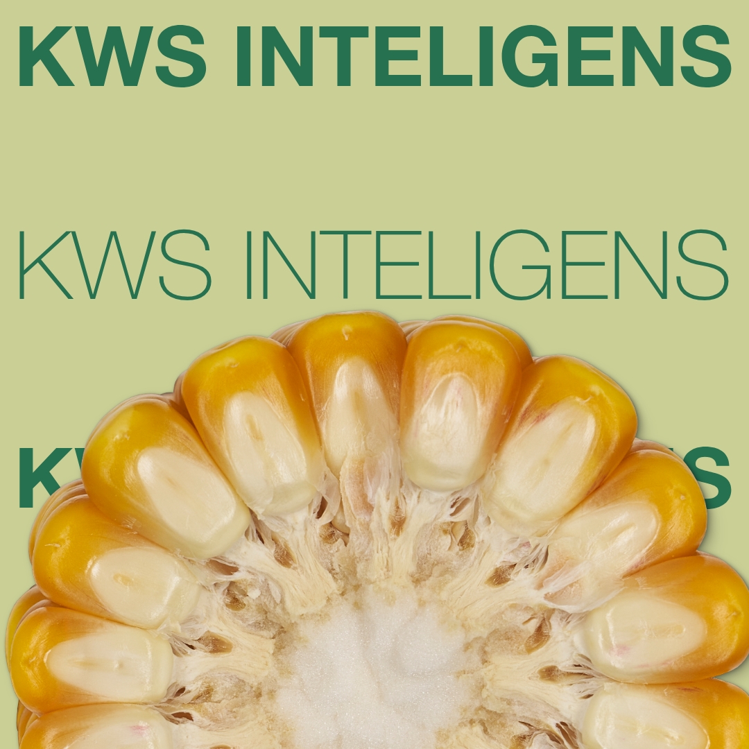 kws_inteligens_keyvisual_tr_1x1_1.jpg