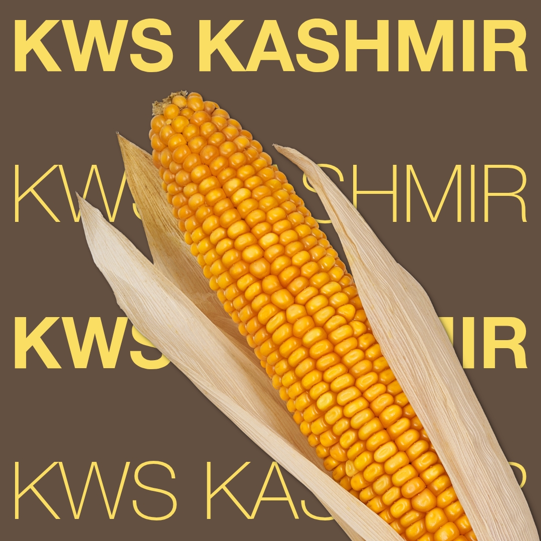 kws_kashmir_keyvisual_tr_1x1_1.jpg