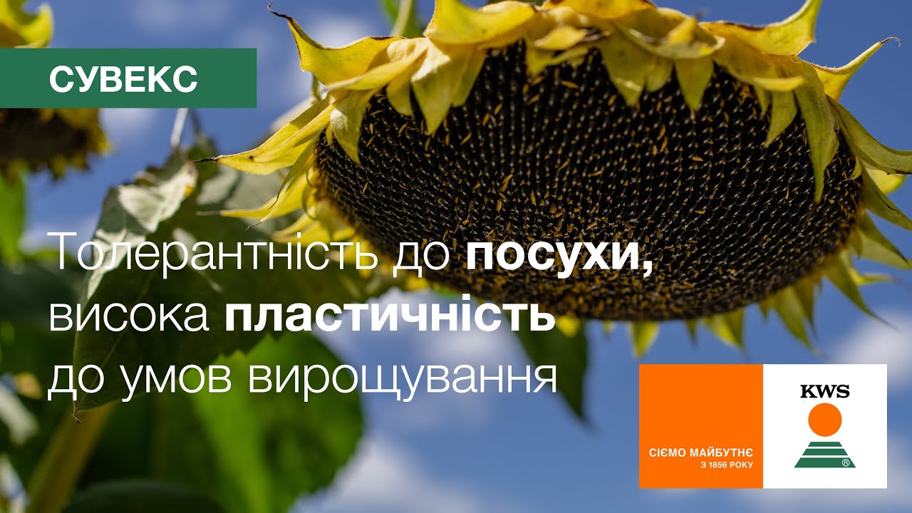 %D1%81%D1%83%D0%B2%D0%B5%D0%BA%D1%81-2.jpg