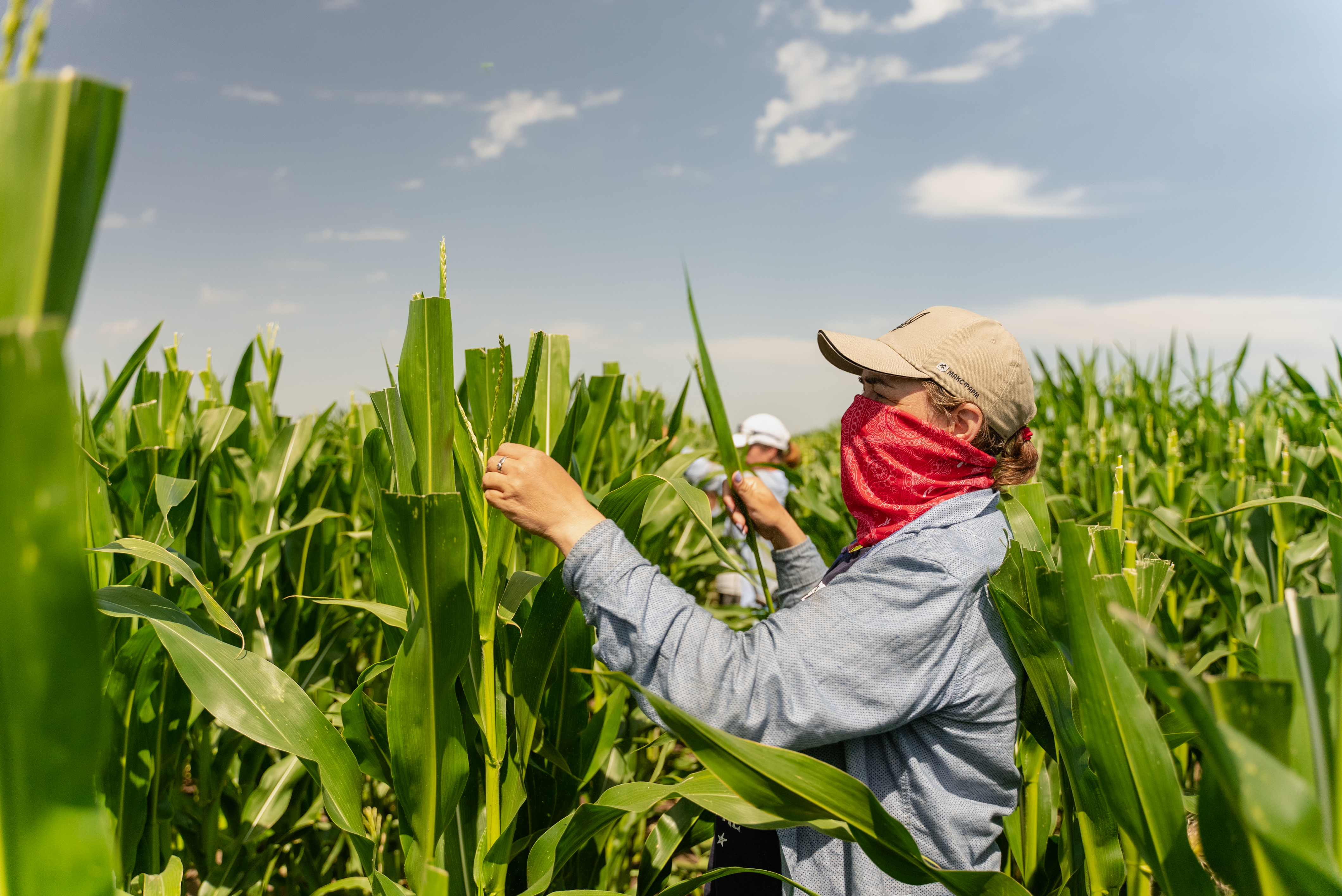 Видалення волоті та сортовий контроль