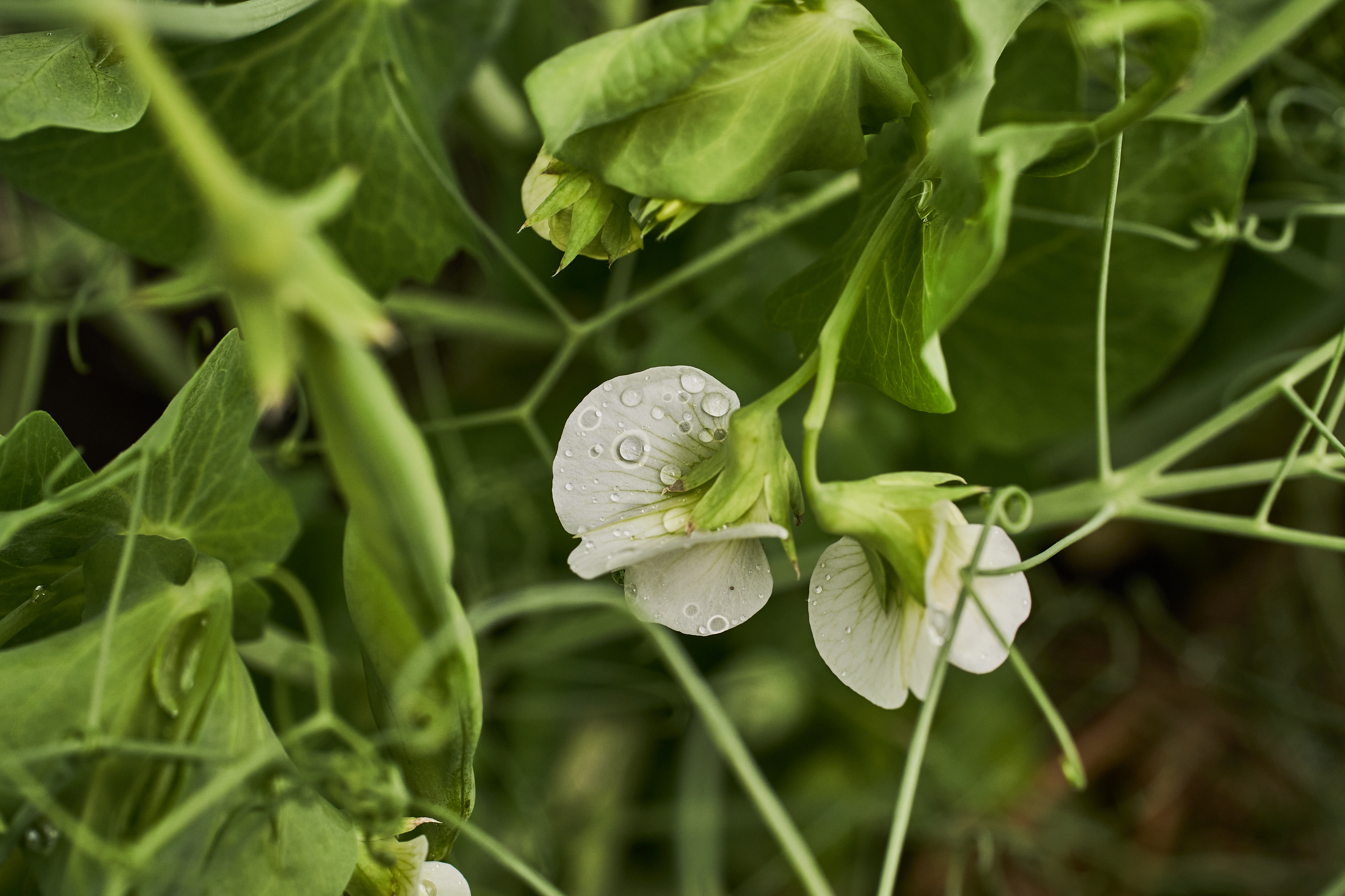 kws0621_pea_plants_flower_rt304695.jpg