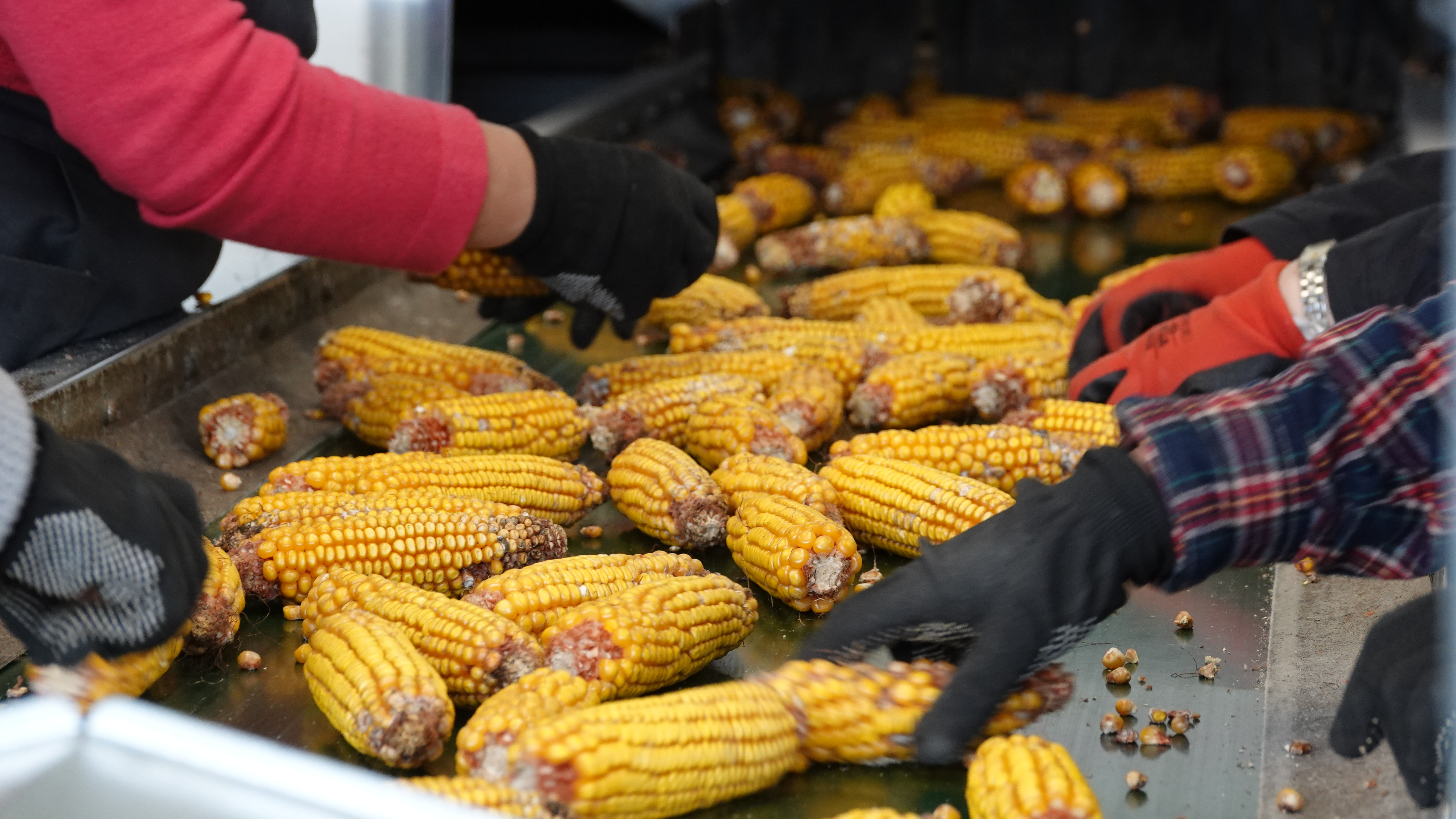 Очистка від листостеблової маси