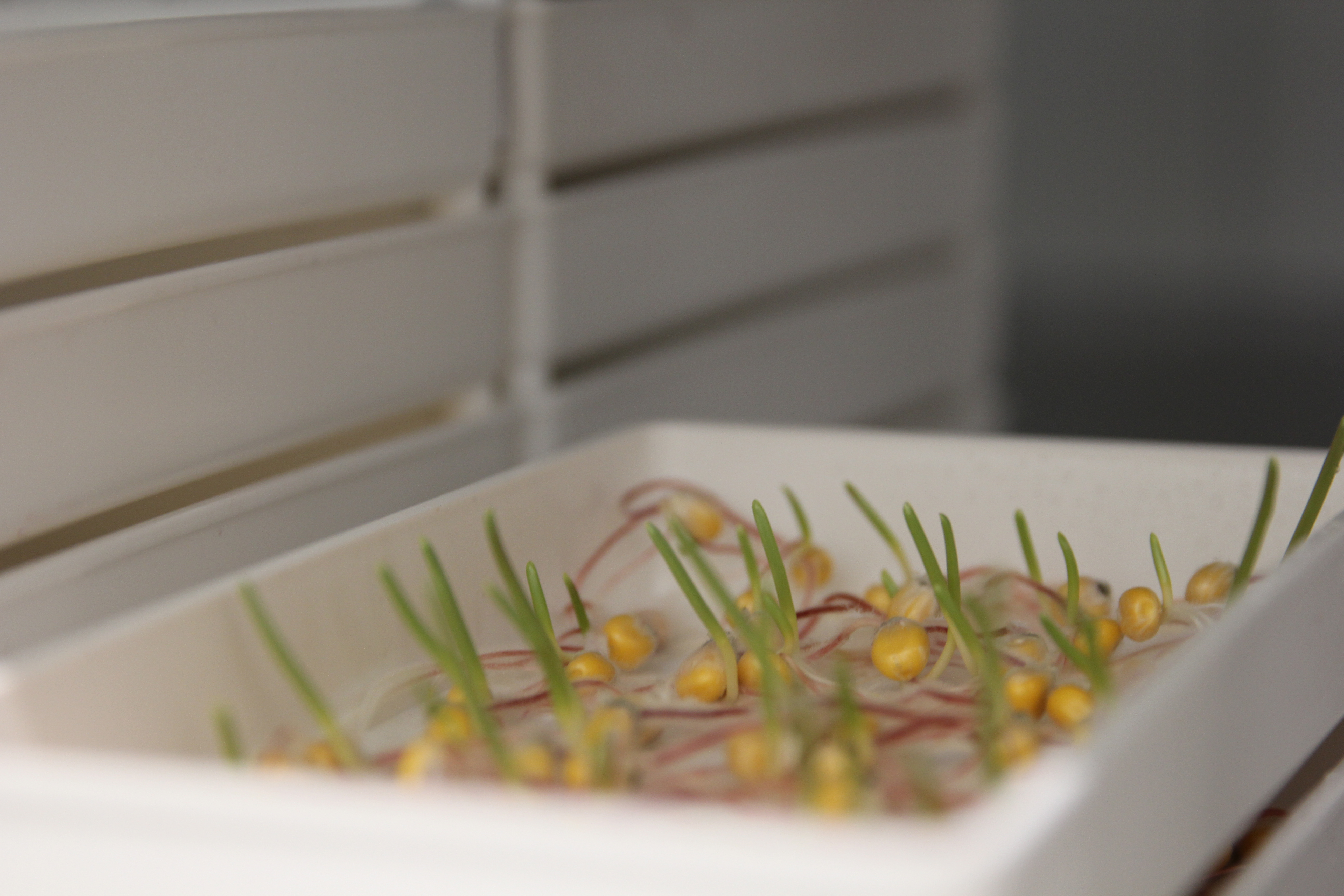 Лабораторні дослідження посівних якостей