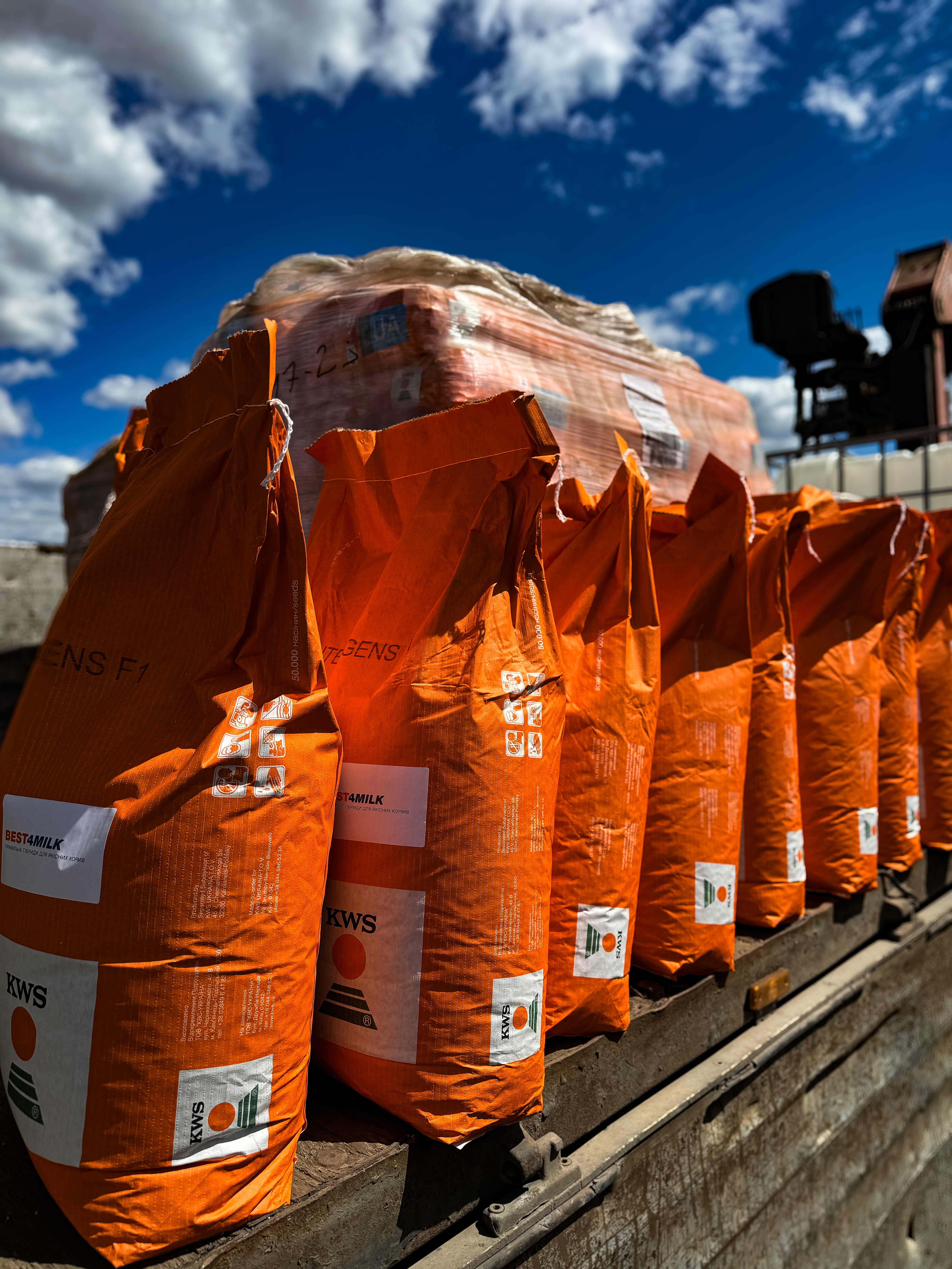 Насіння кукурудзи