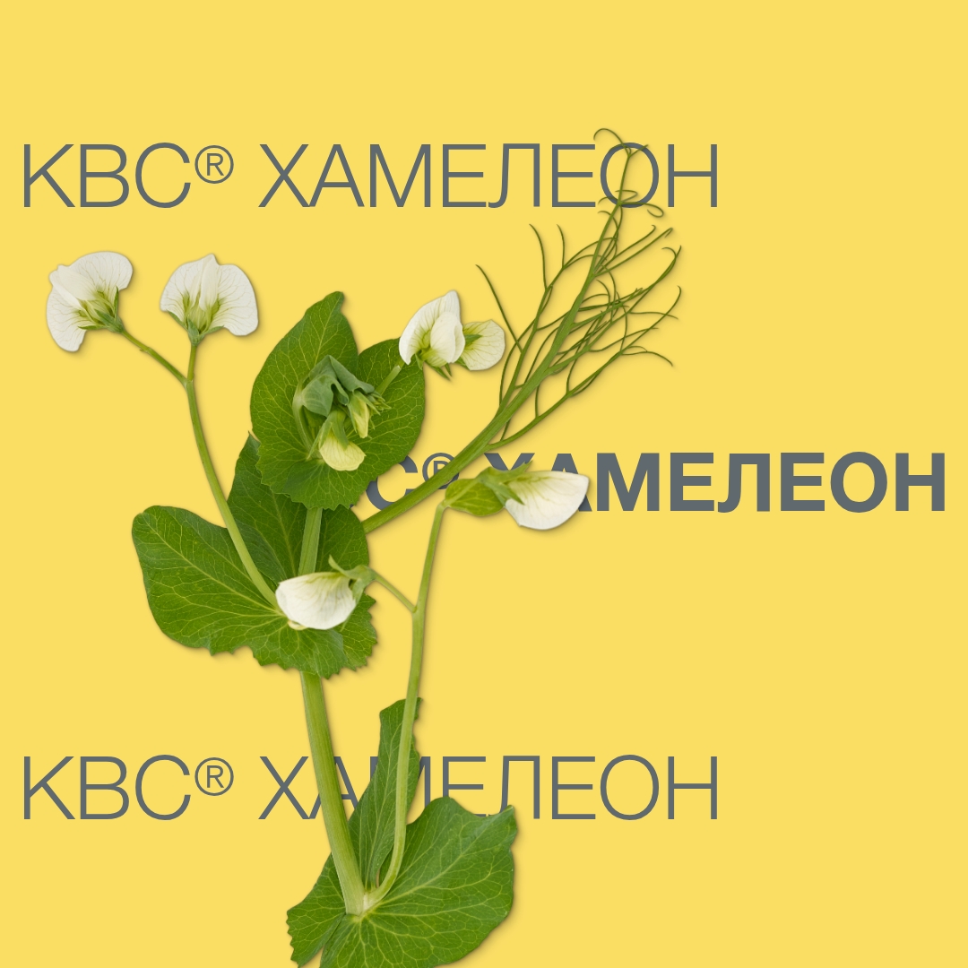kvs_hameleon_keyvisual_ua_1x1_1.jpg