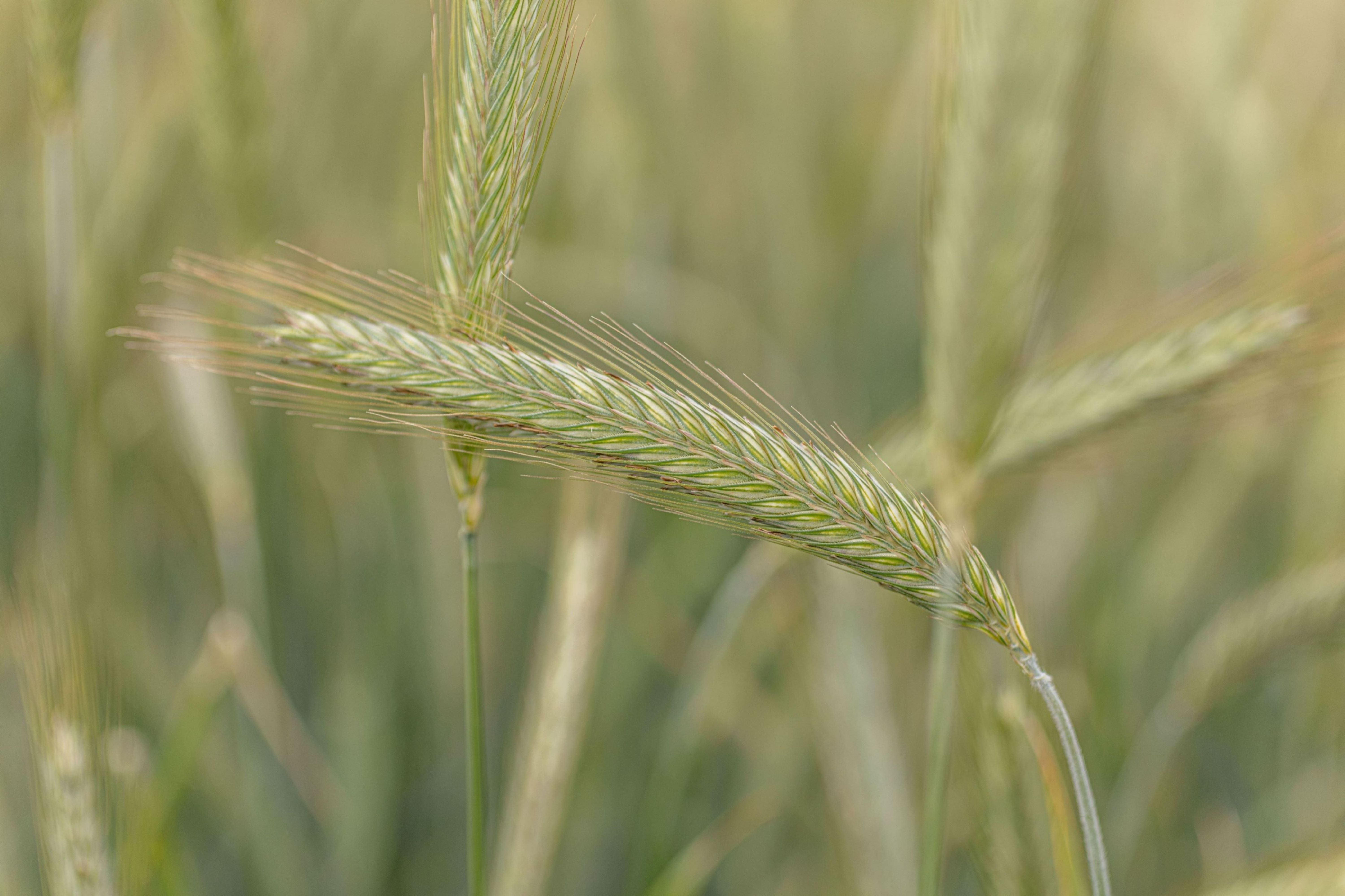 kws-hybrid-rye.jpg