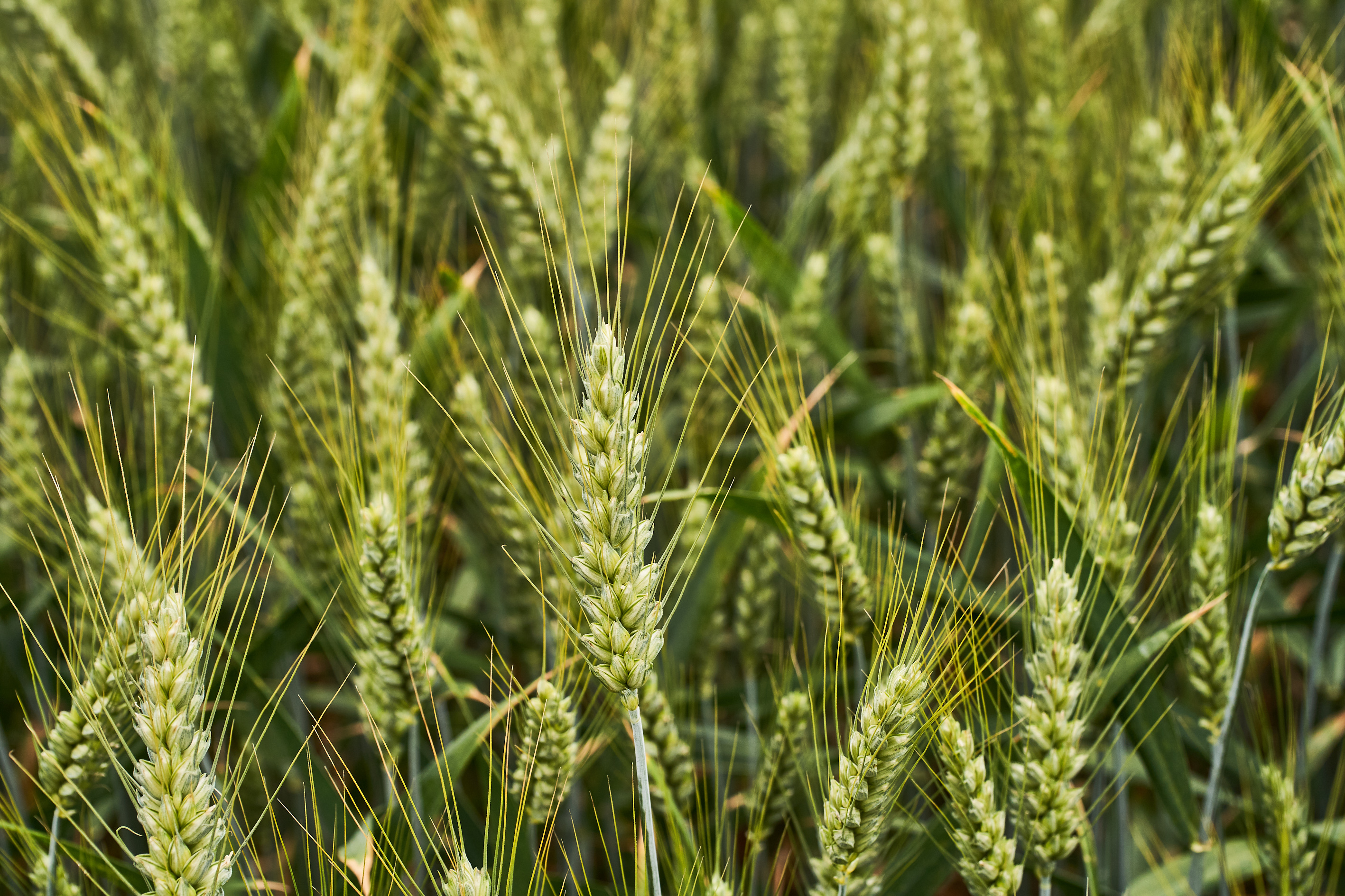 Сорт озимої пшениці КВС ЛАЗУЛІ