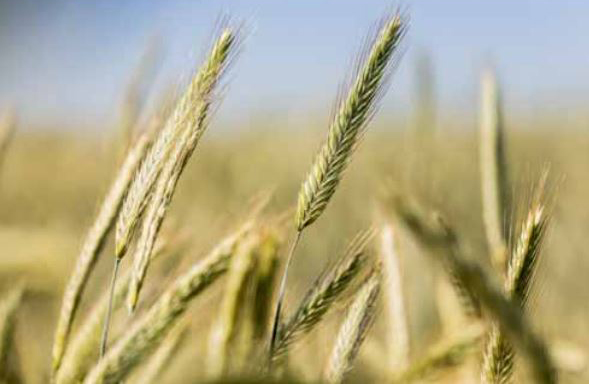 Гібридне жито (Фото KWS)