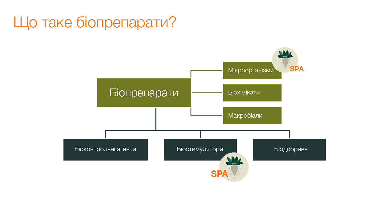 Джерело: KWS SAAT SE & Co. KGaA