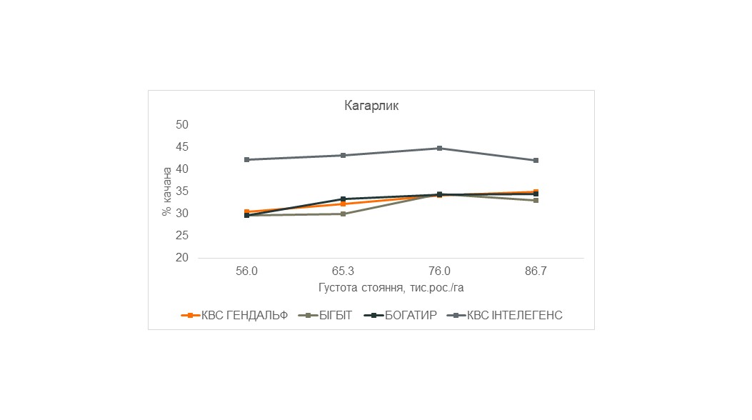 Рис. 3. Відсоток качана залежно від густоти стояння