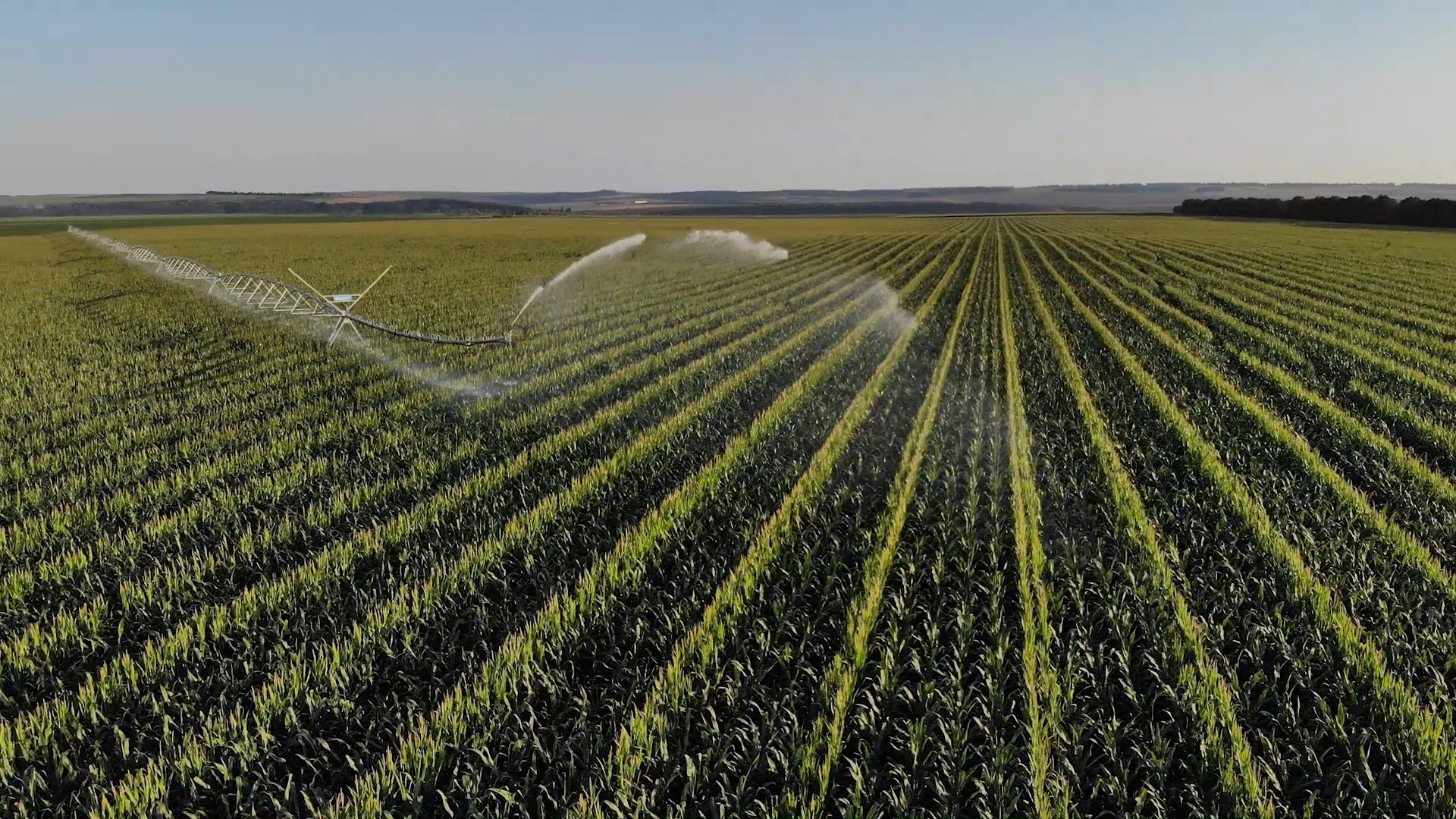 Виробництво насіння кукурудзи