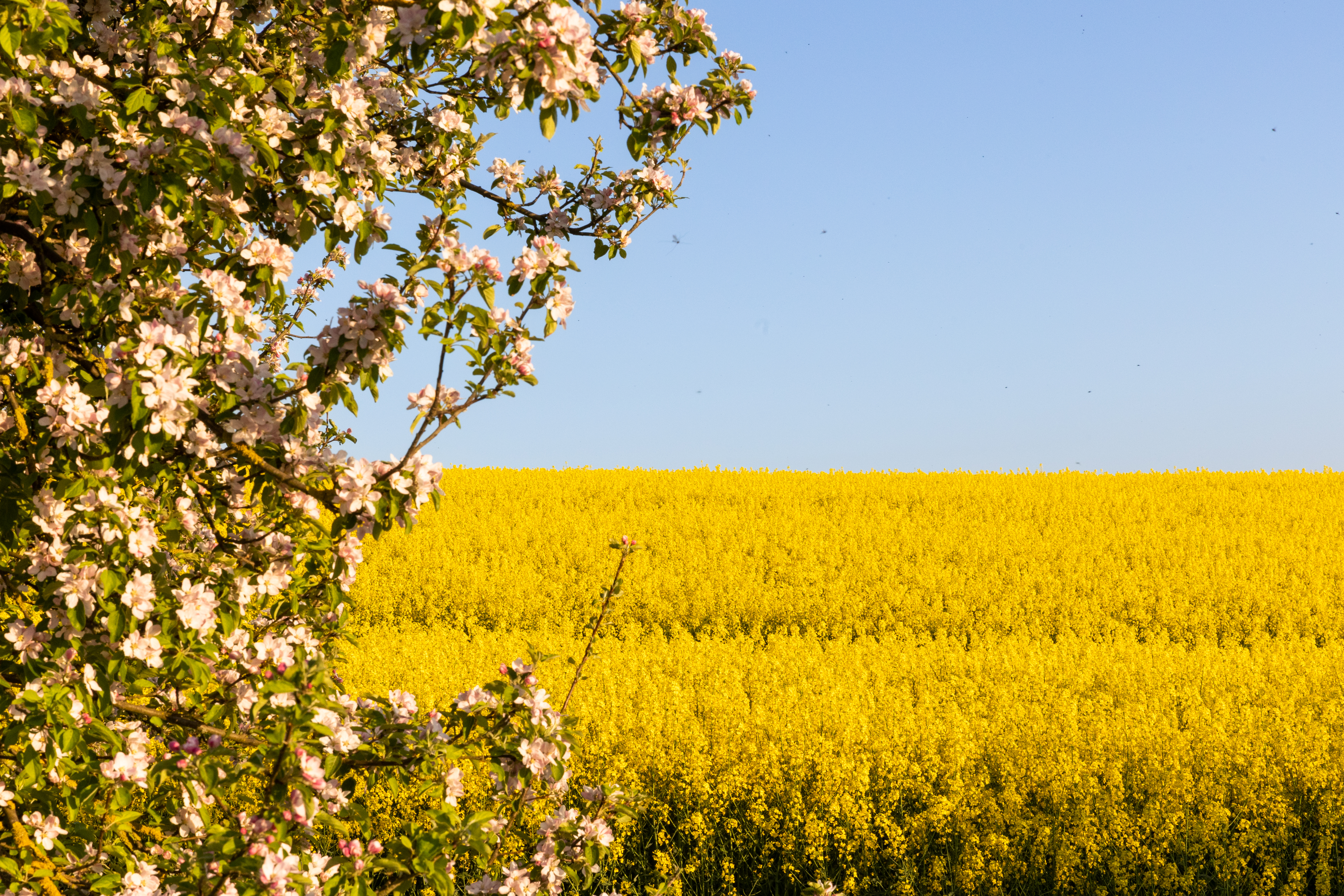 kws0522_rapeseed_field_highres-74.jpg