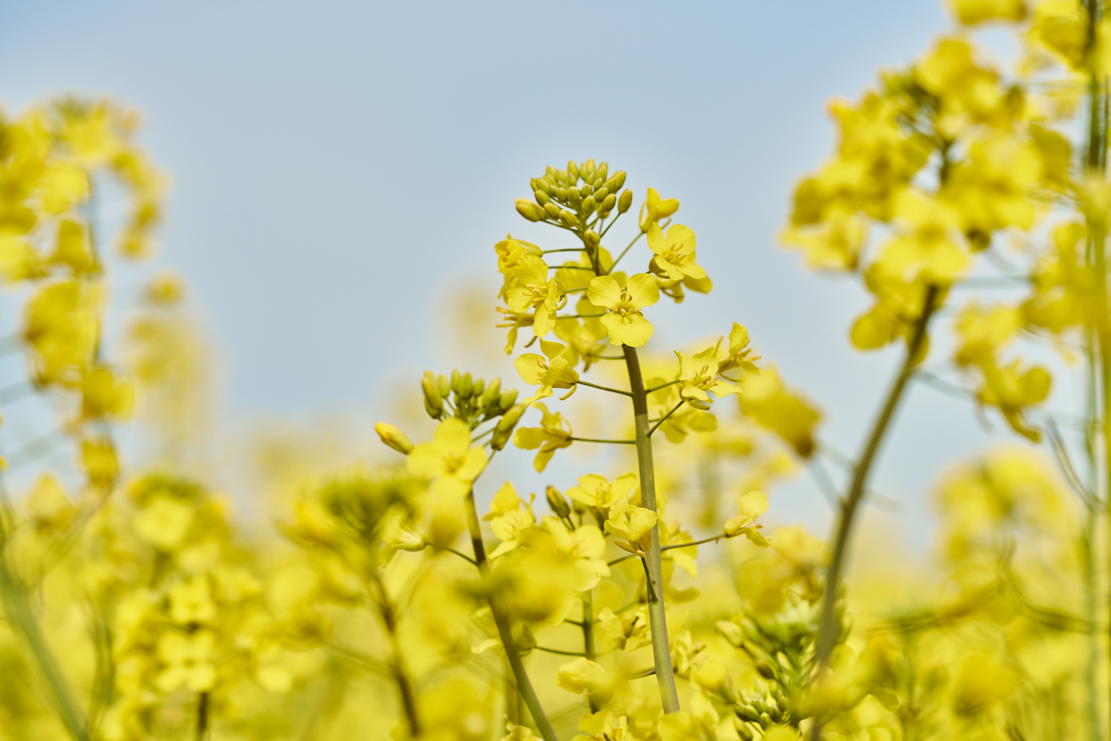 kws0523_rapeseed_blossoms_ar52866.jpg