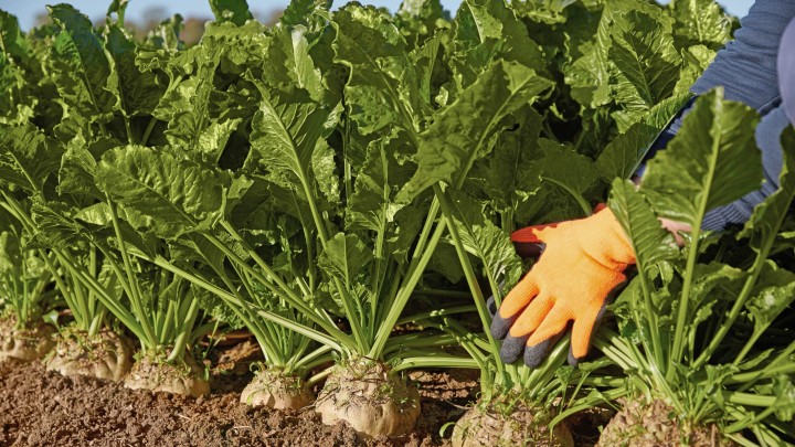 kws2015_sugarbeet_harvest_1y8a9670_r_16_9_res_720x405.jpg