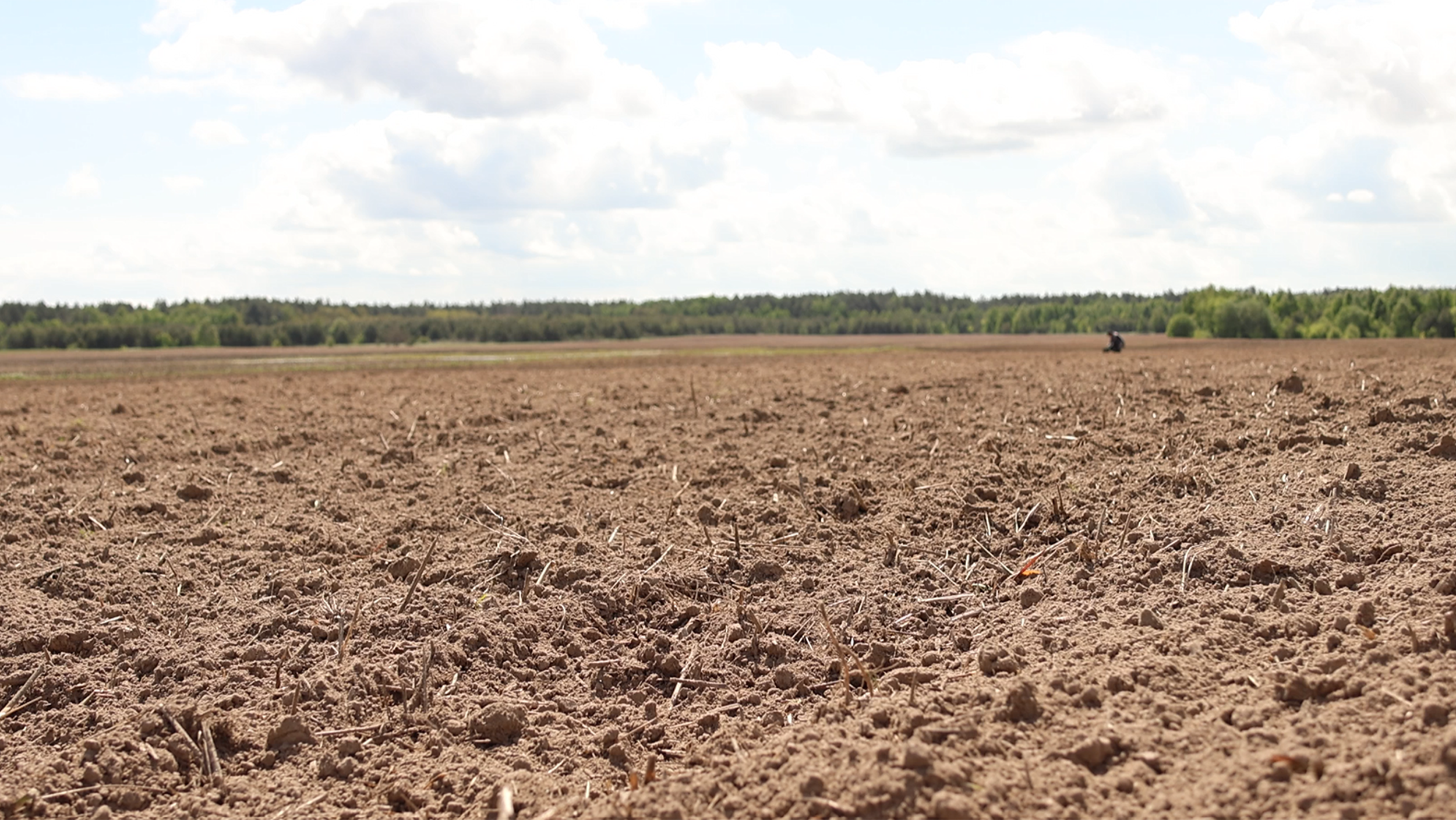 Рис. 1. Поле, де було посіяно дослід