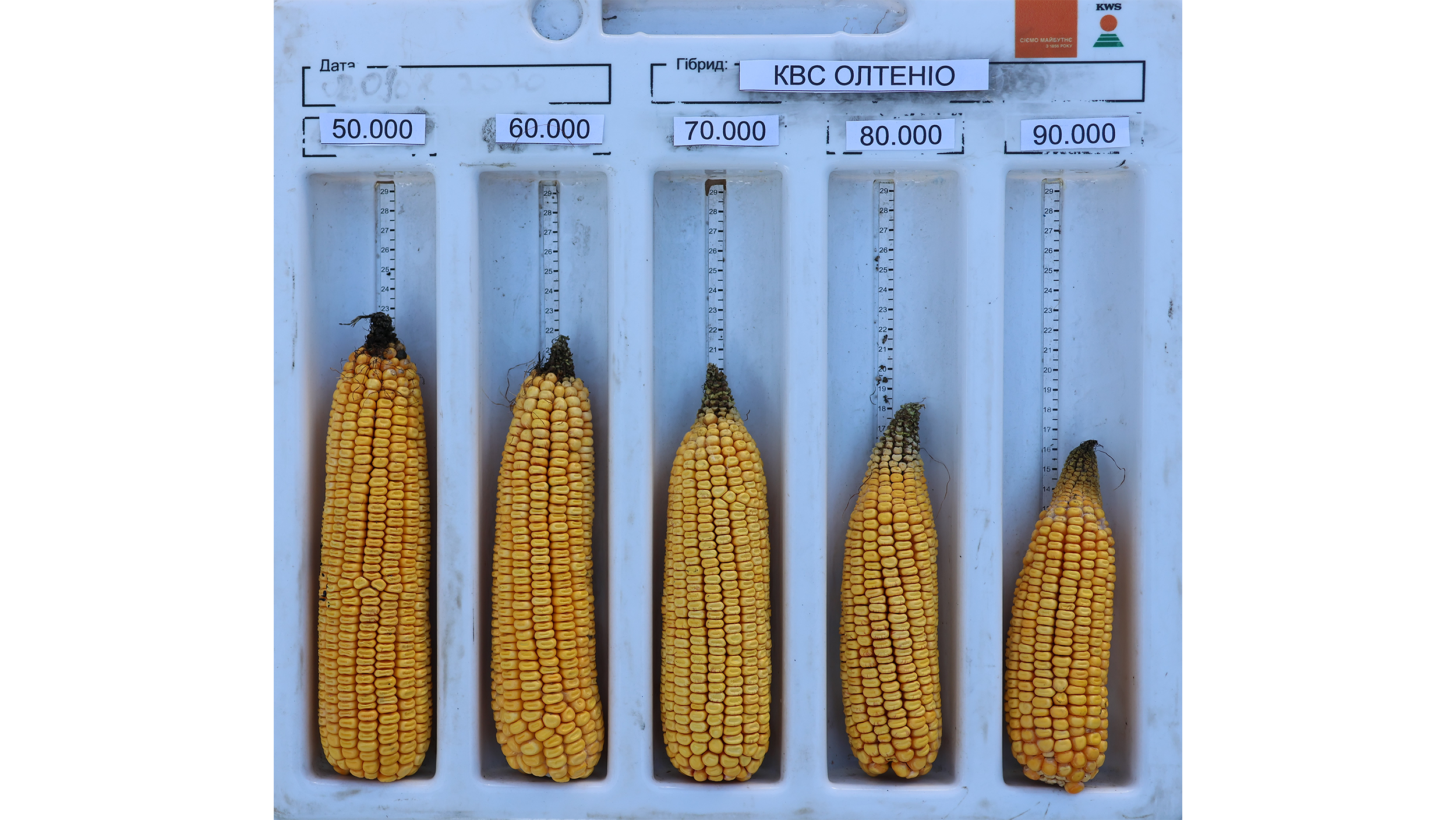 Рис. 16 Качани КВС ОЛТЕНІО